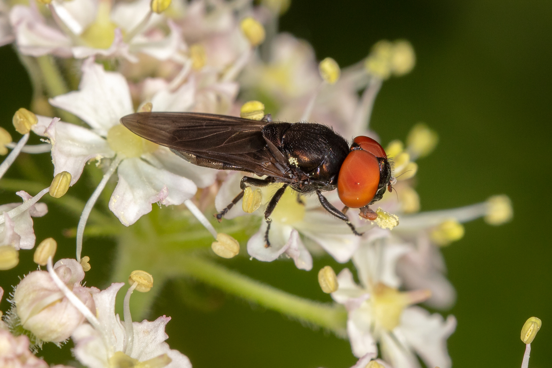 Chrysogaster Solstitialis
