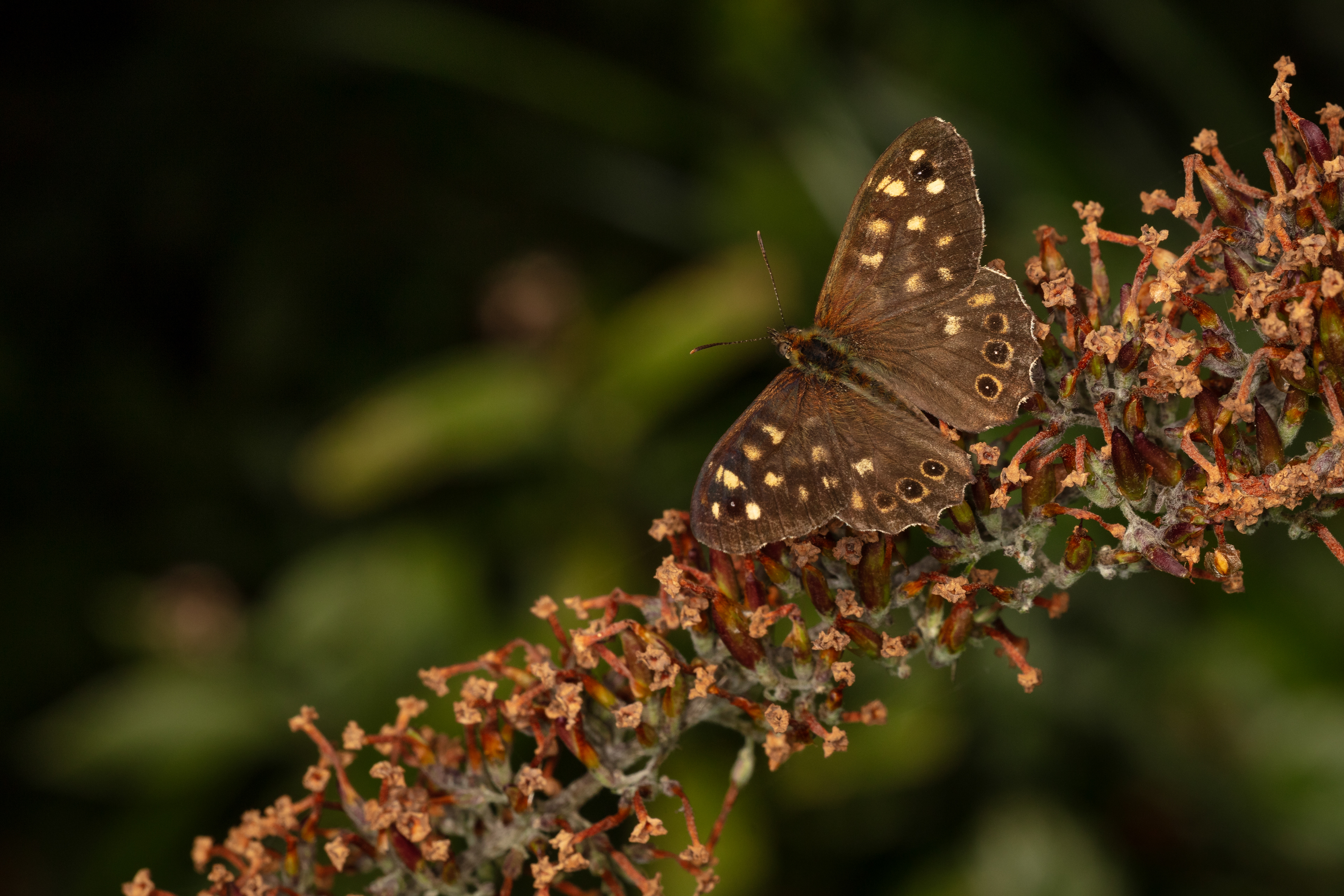 Speckled Wood Butterfly
