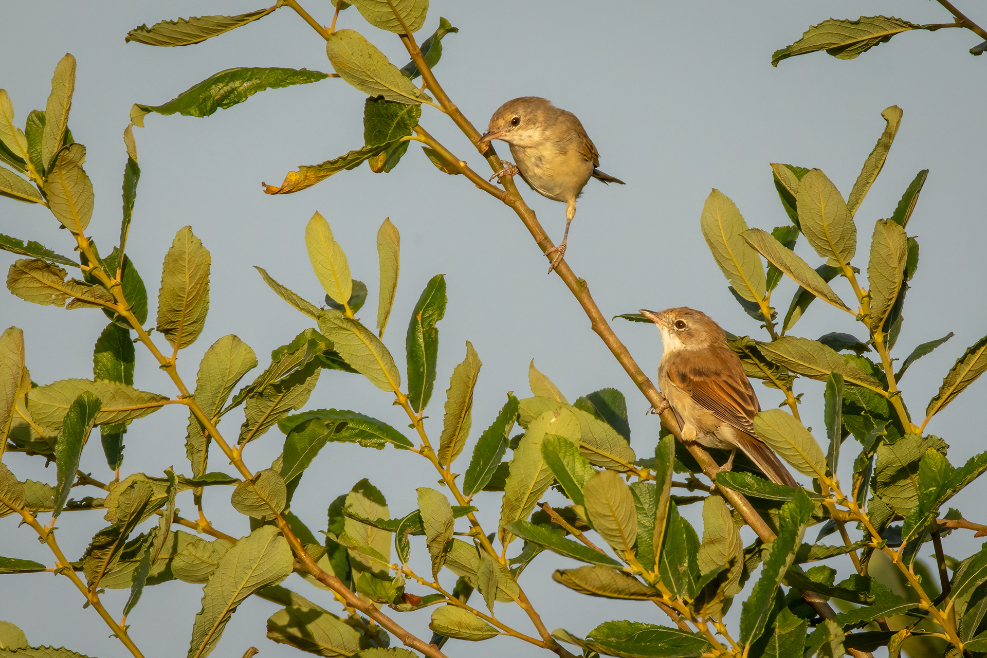 Common Whitethroats