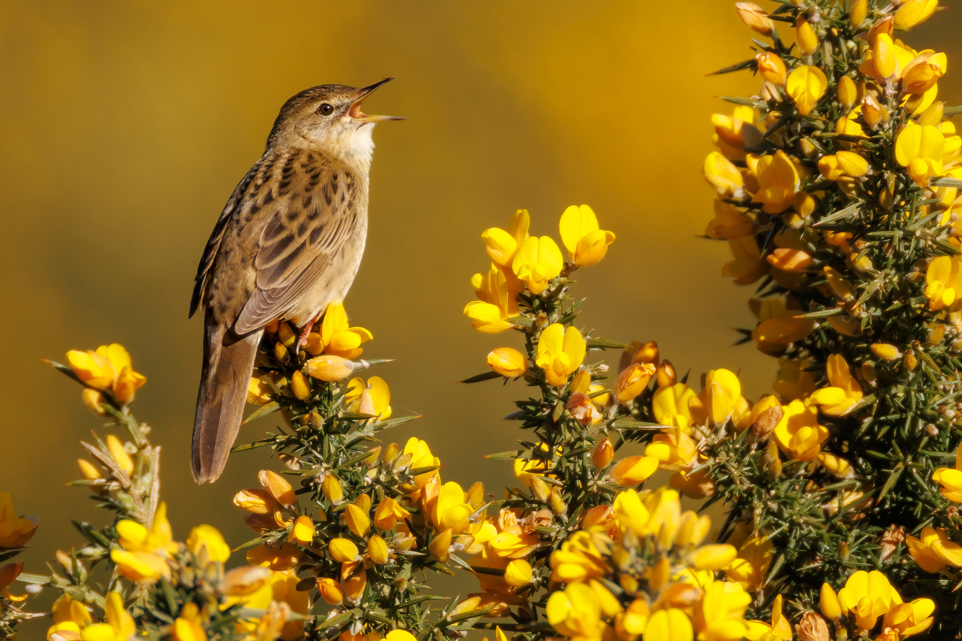 Grasshopper Warbler