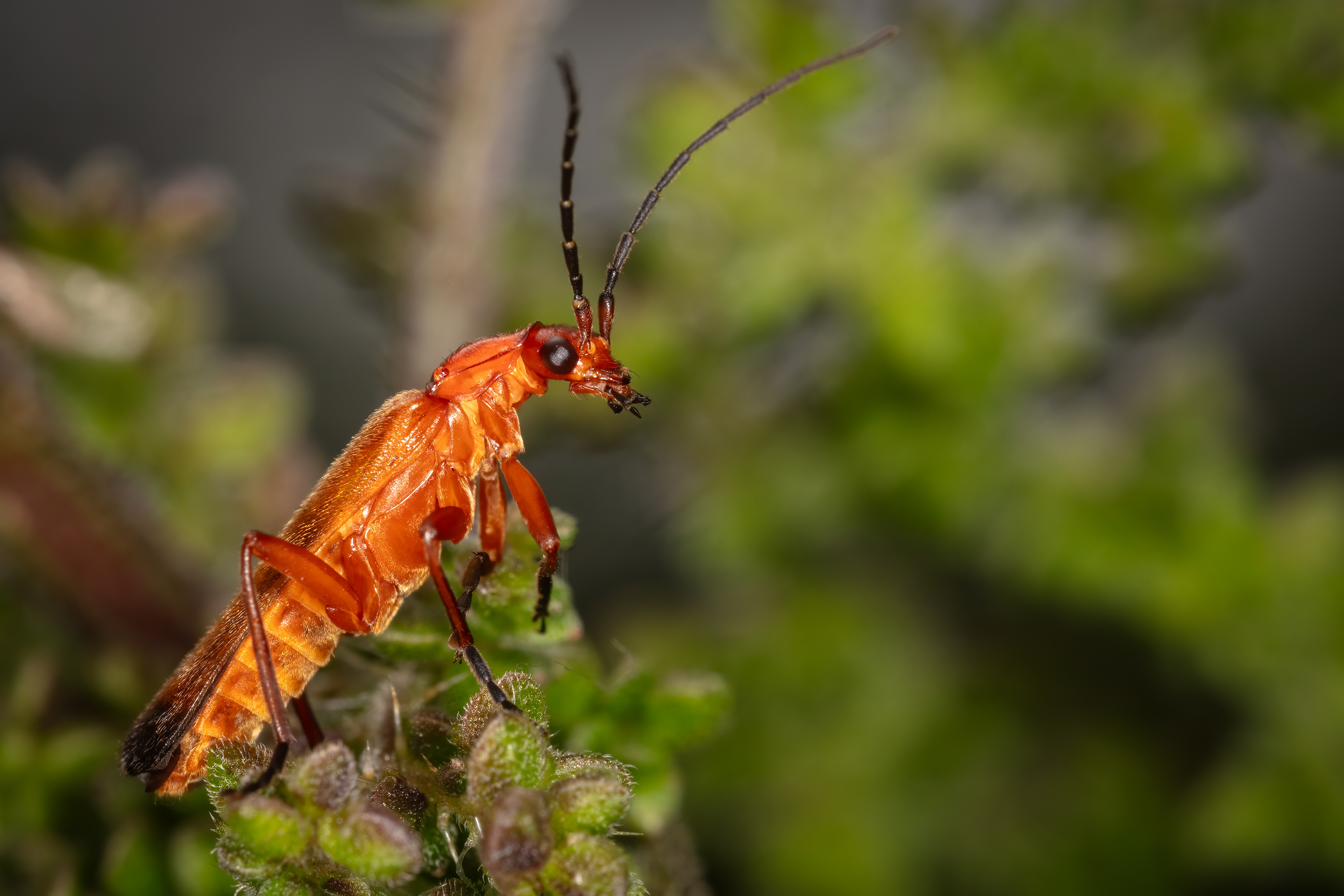 Soldier Beetle
