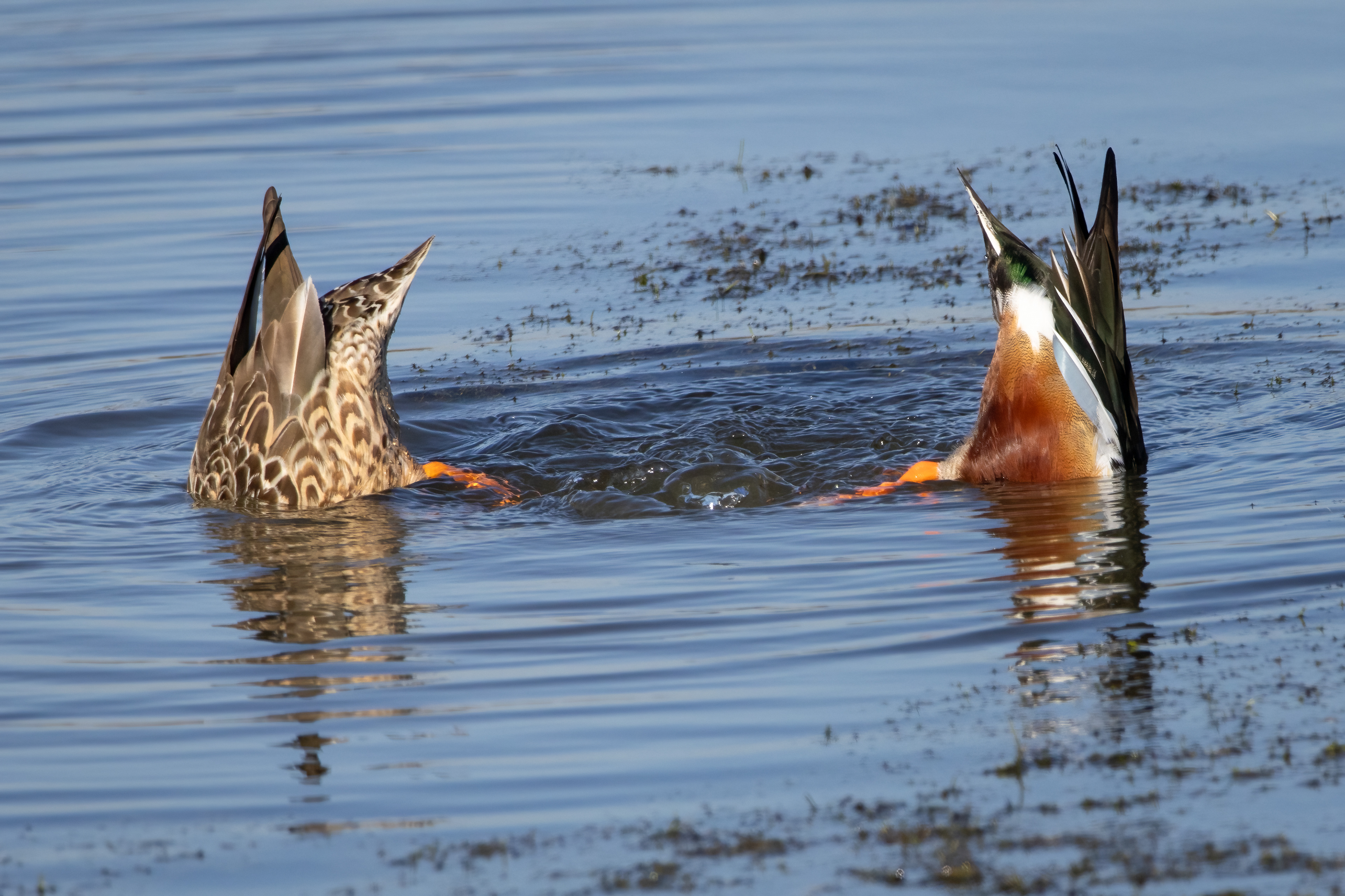 Shovelers (dabbling)