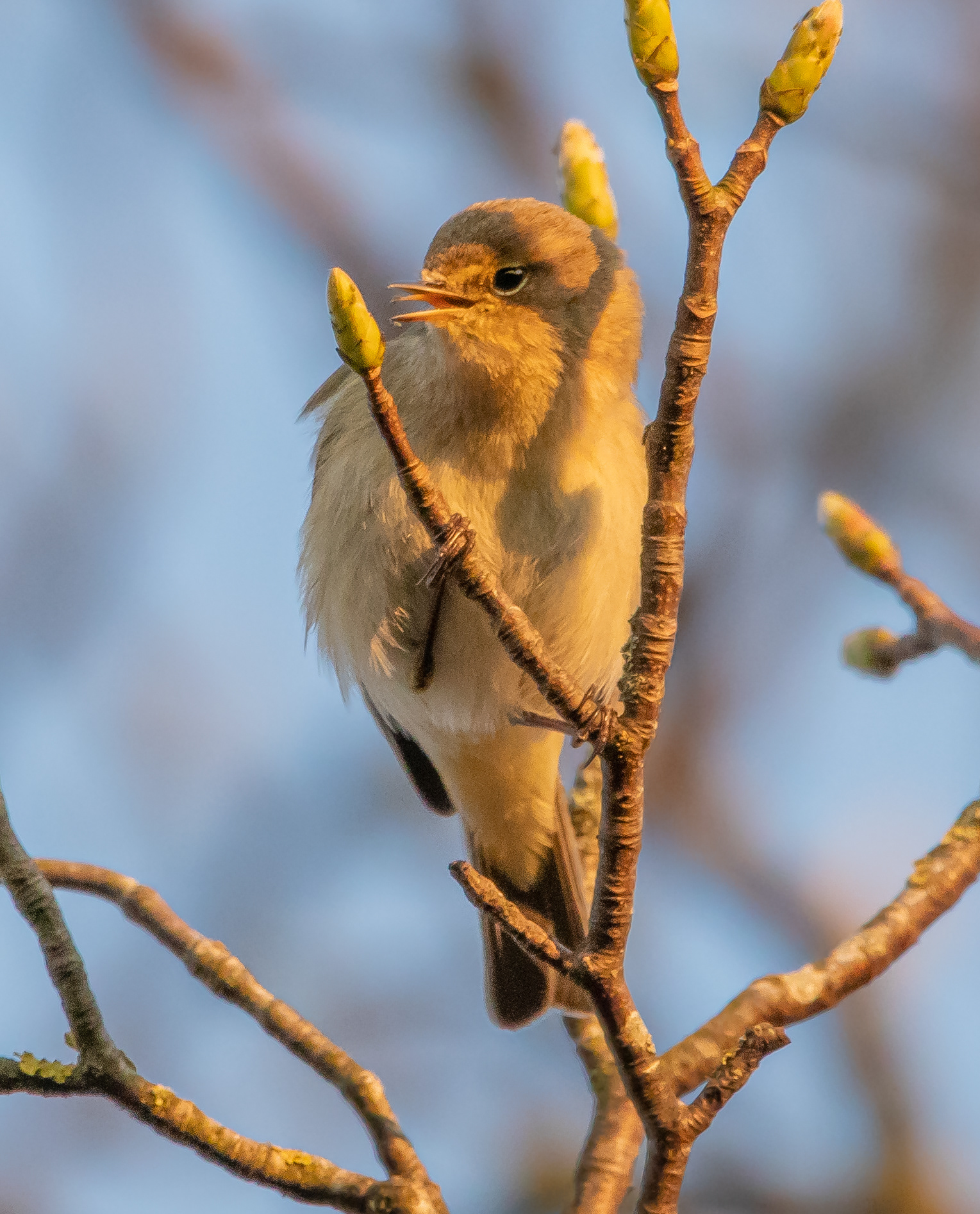 Chiffchaff
