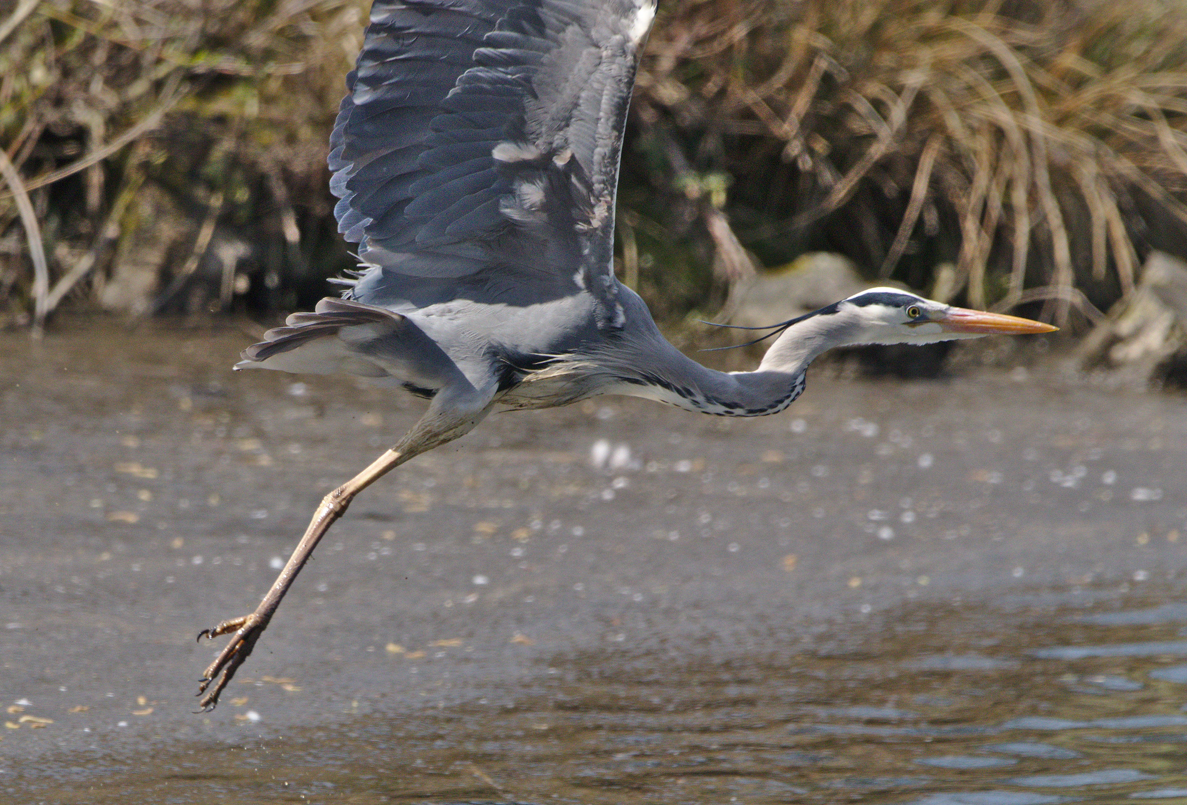 Grey Heron