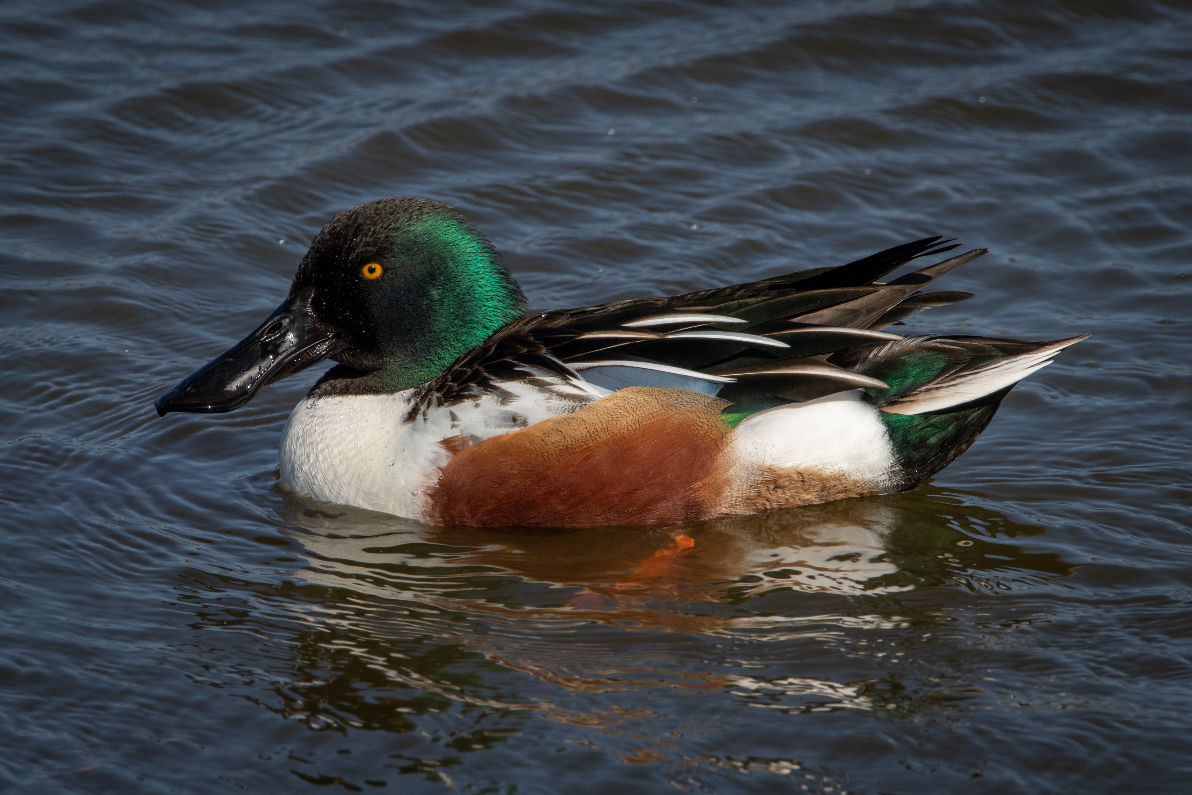 Shoveler (male)