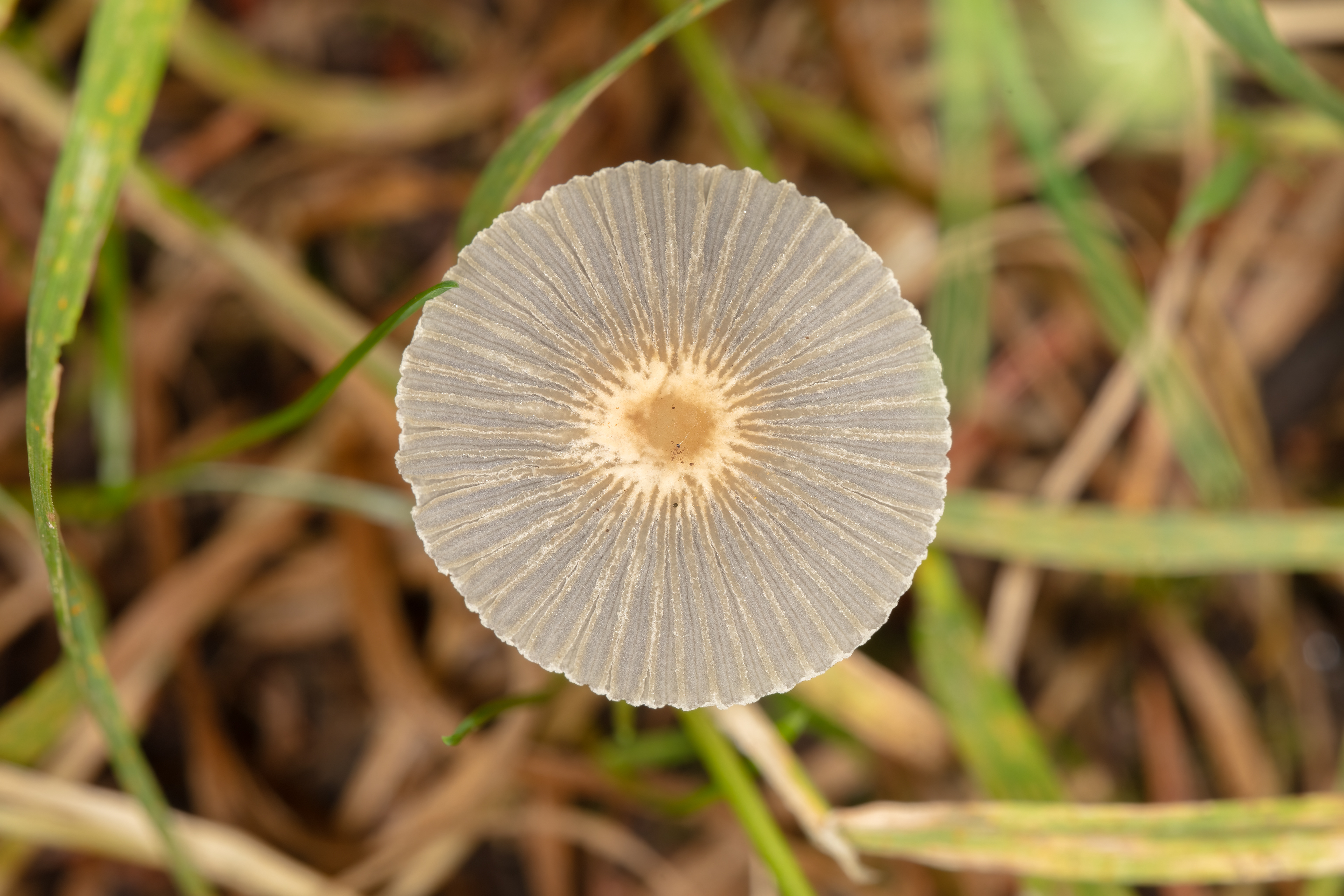 Pleated Inkcap