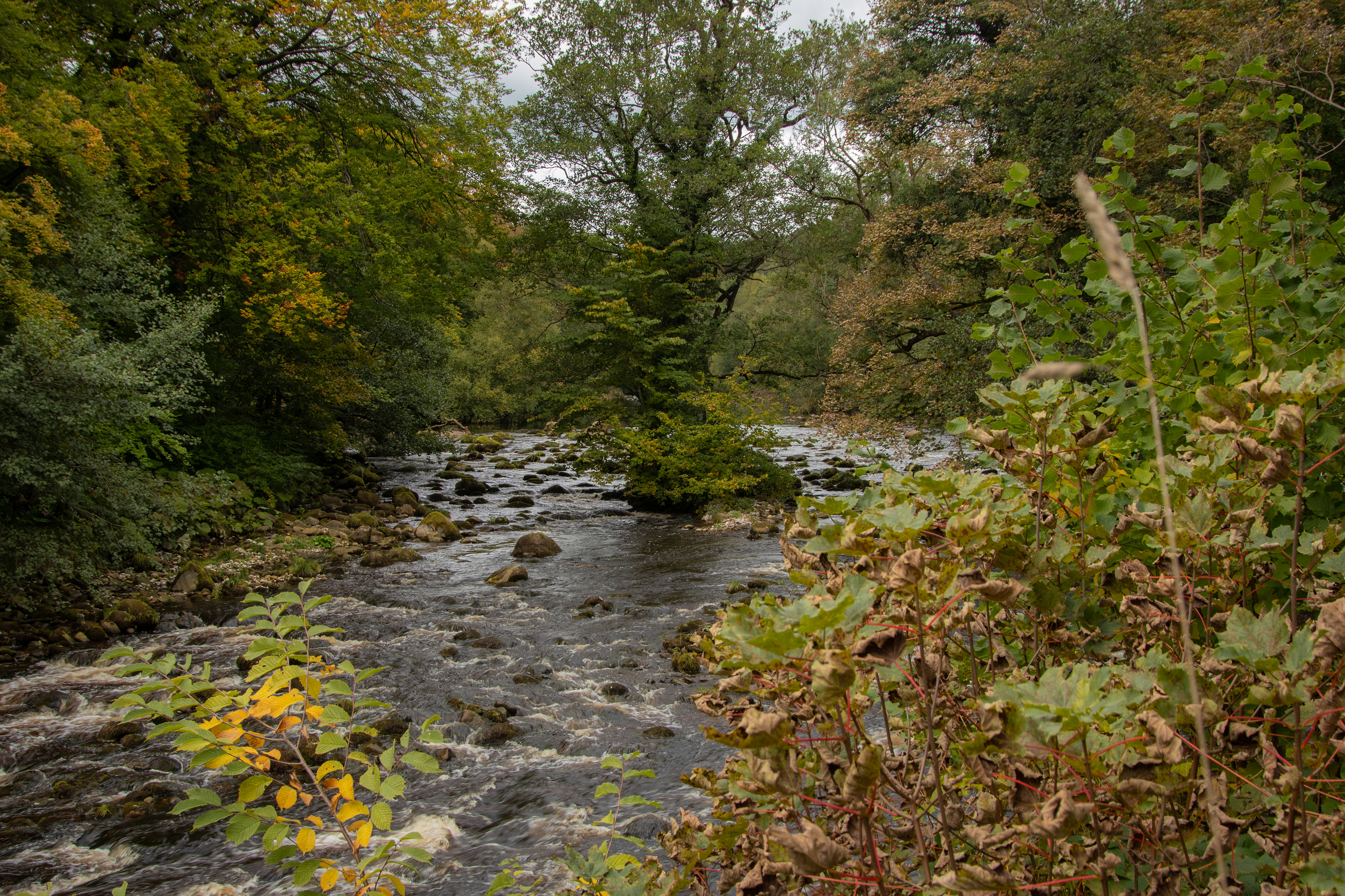 The Strid, Bolton Abbey