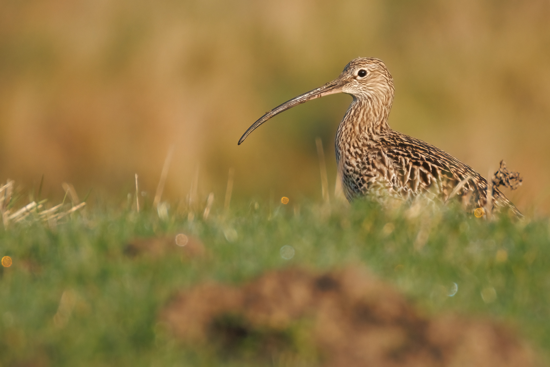 Curlew