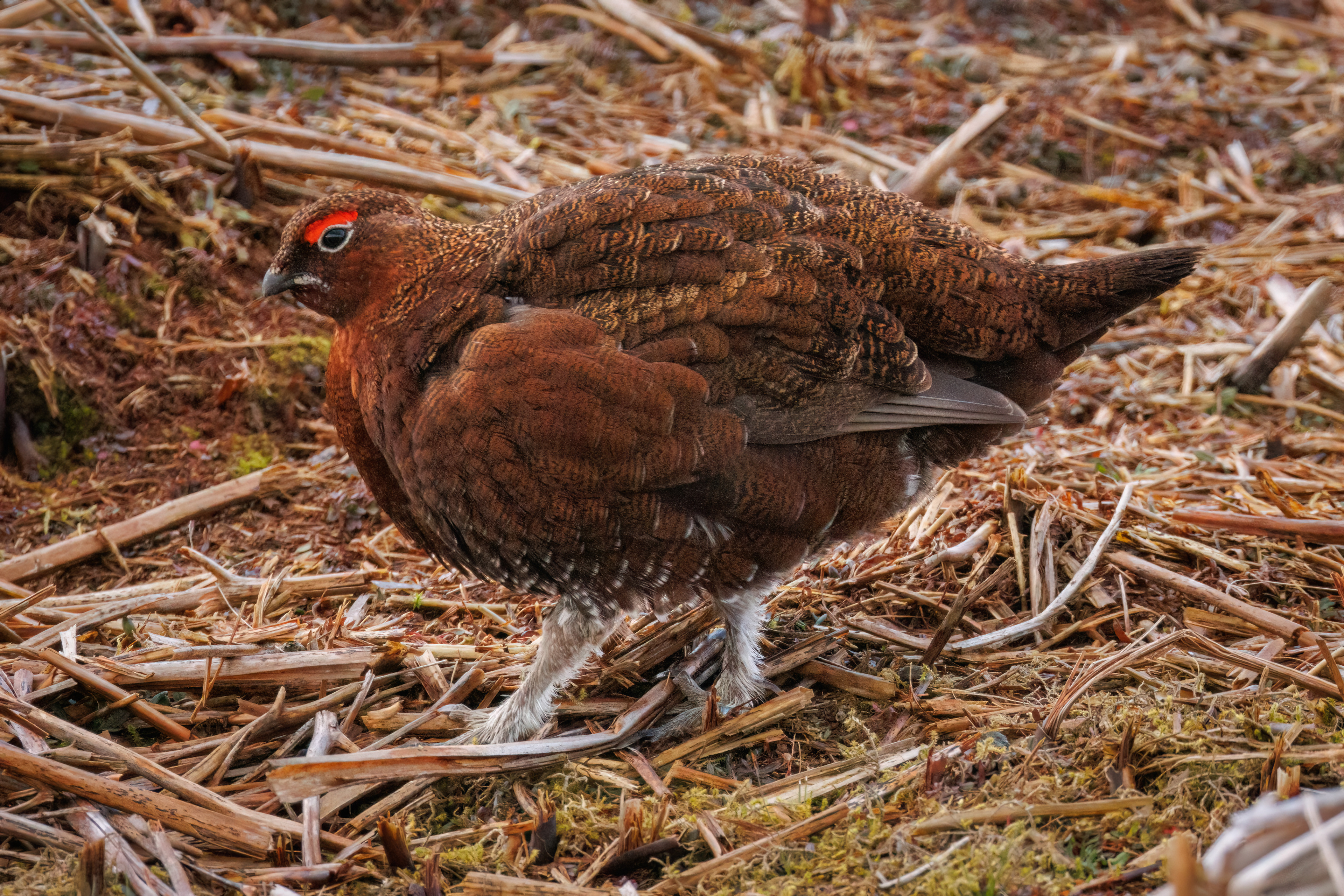 Red Grouse (male)