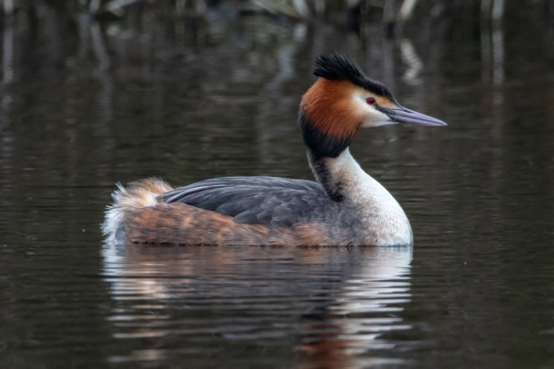 Great Crested Grebe