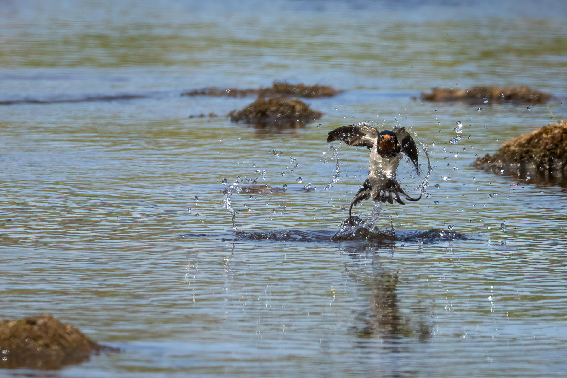 Barn Swallow