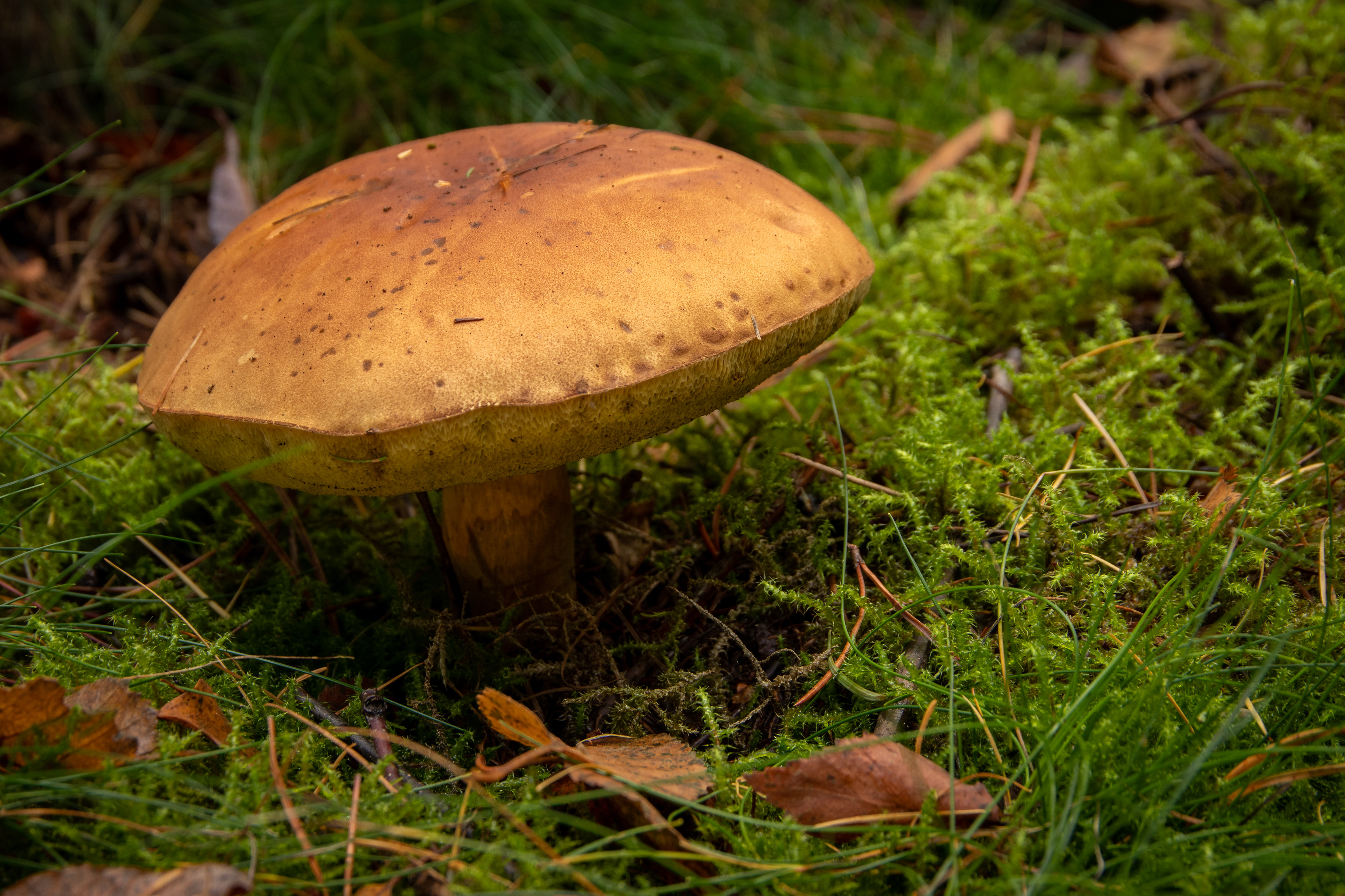 Bay Bolete