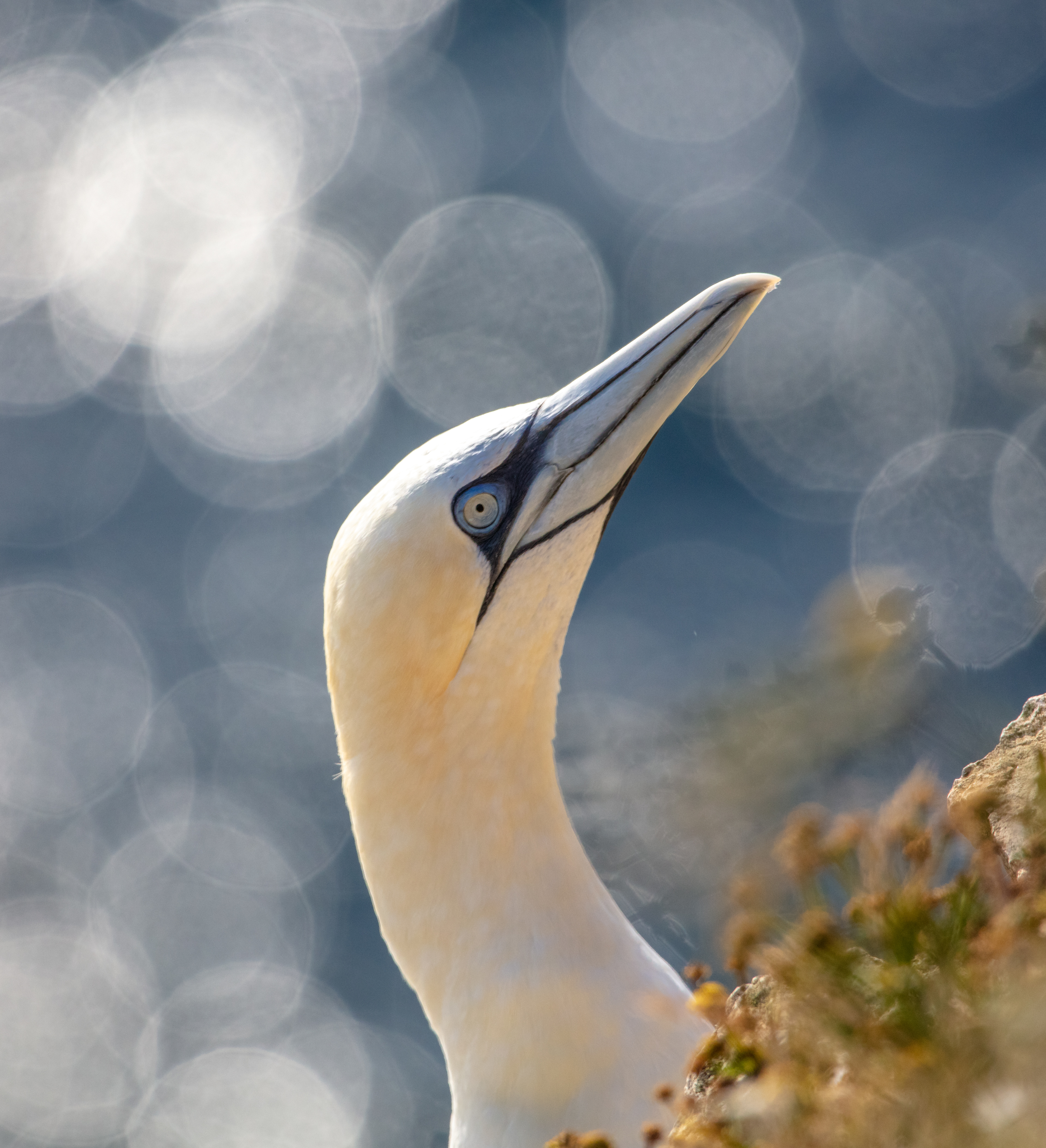 Gannet