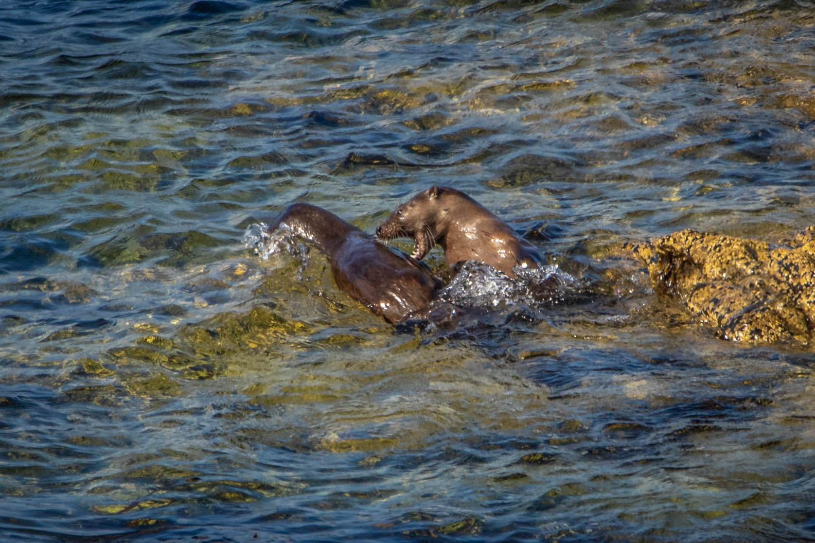 Eurasian Otters
