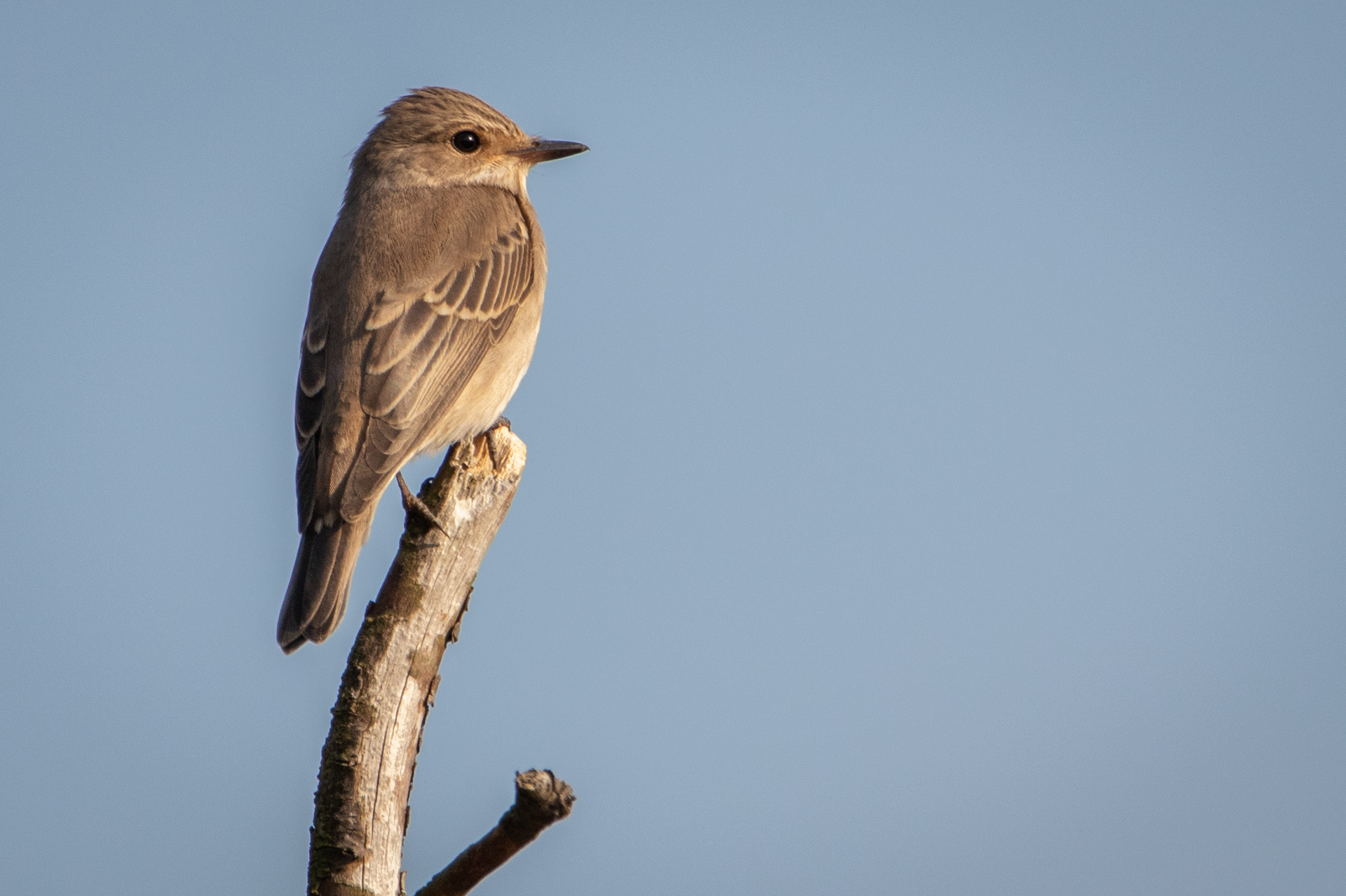 Spotted Flycatcher