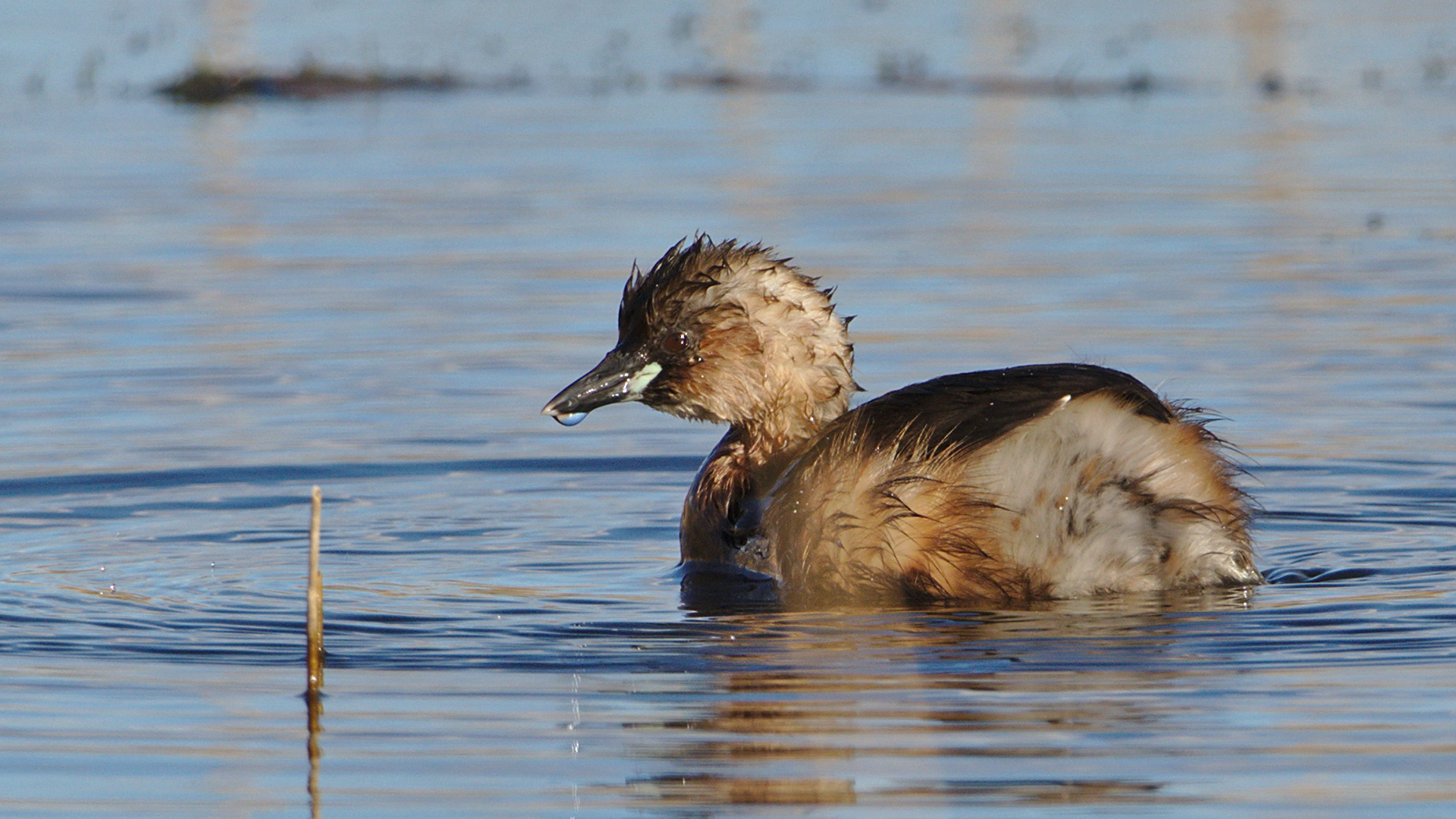 Little Grebe