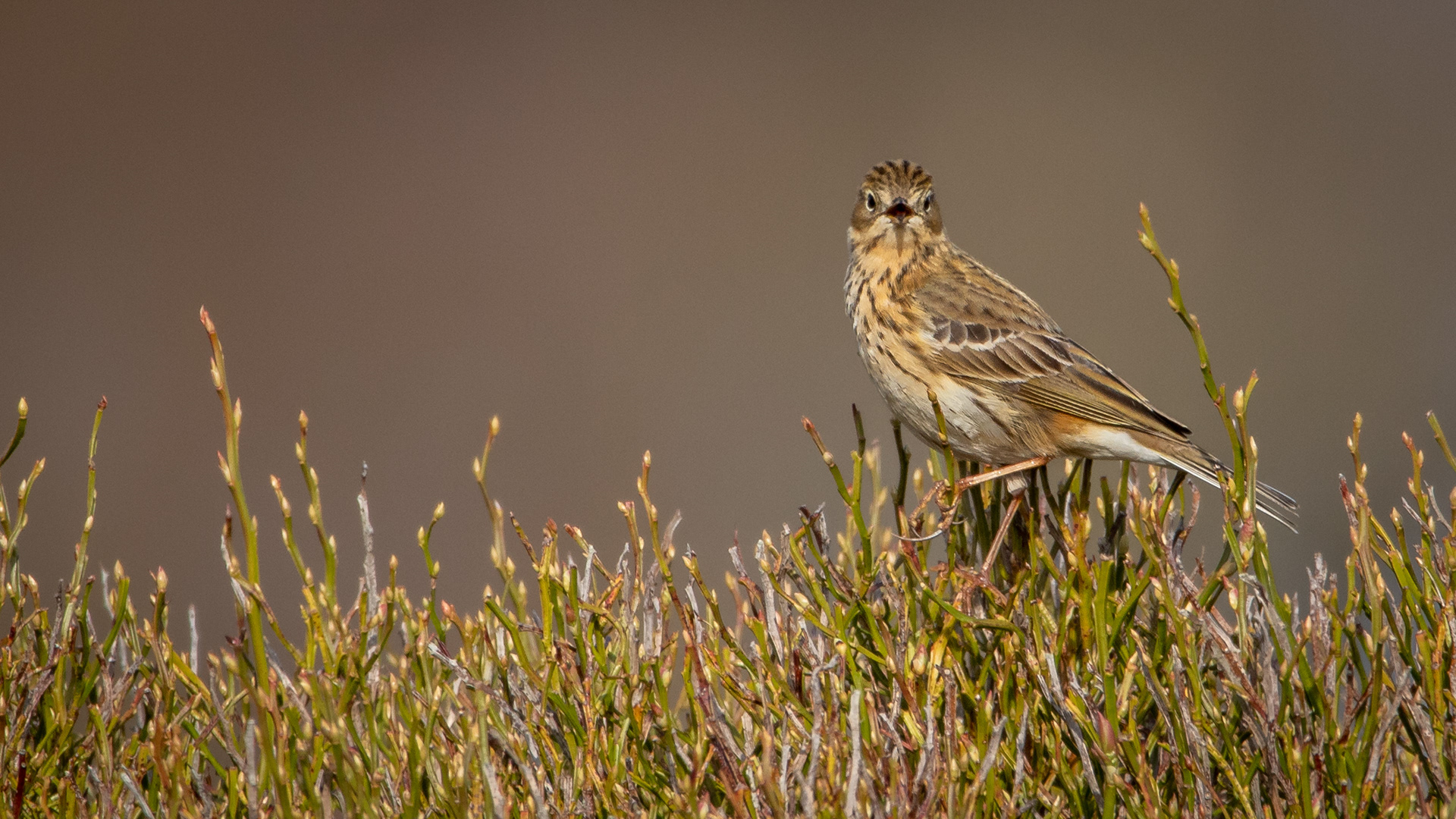 Meadow Pipit