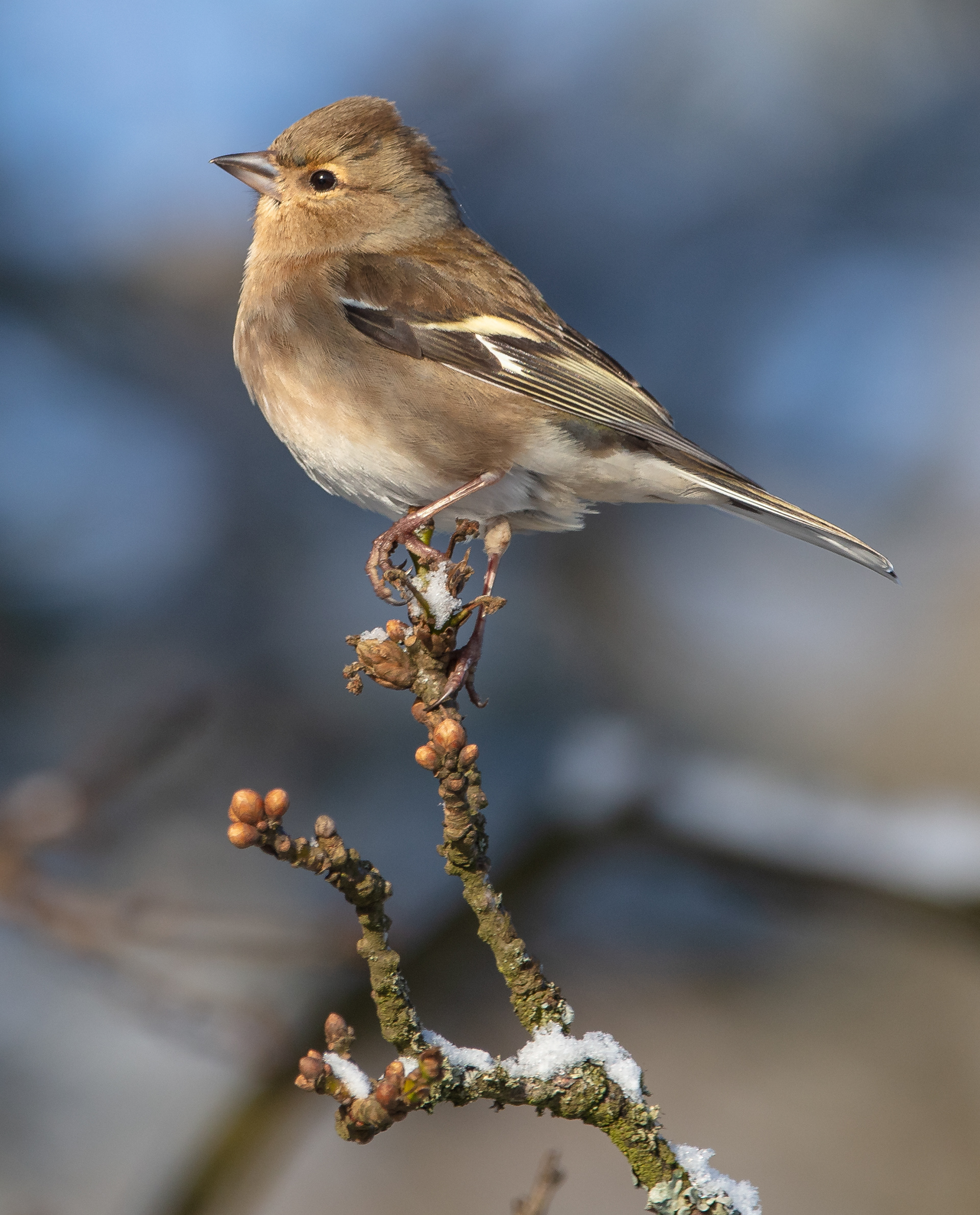 Chaffinch (female)