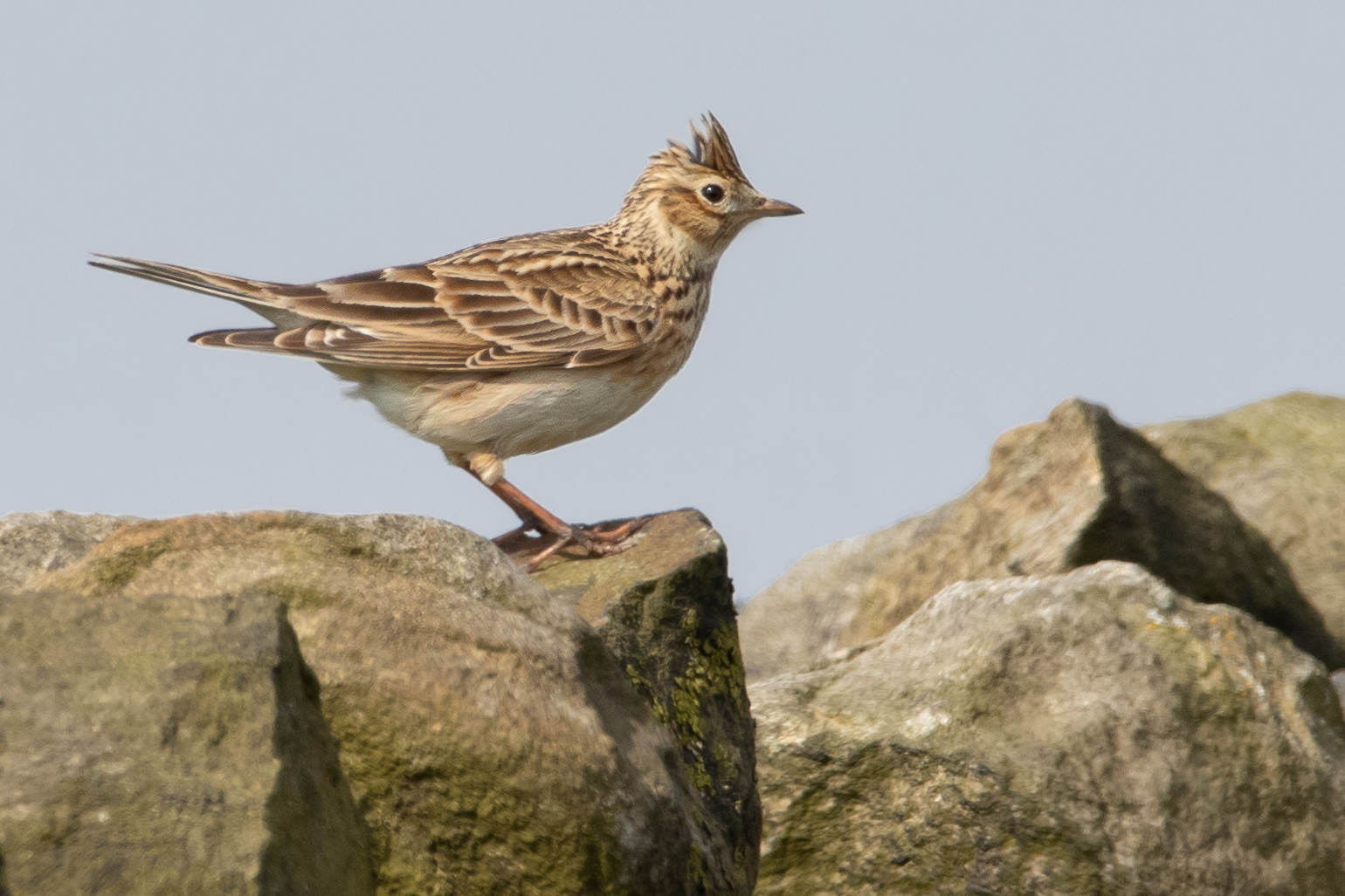 Skylark