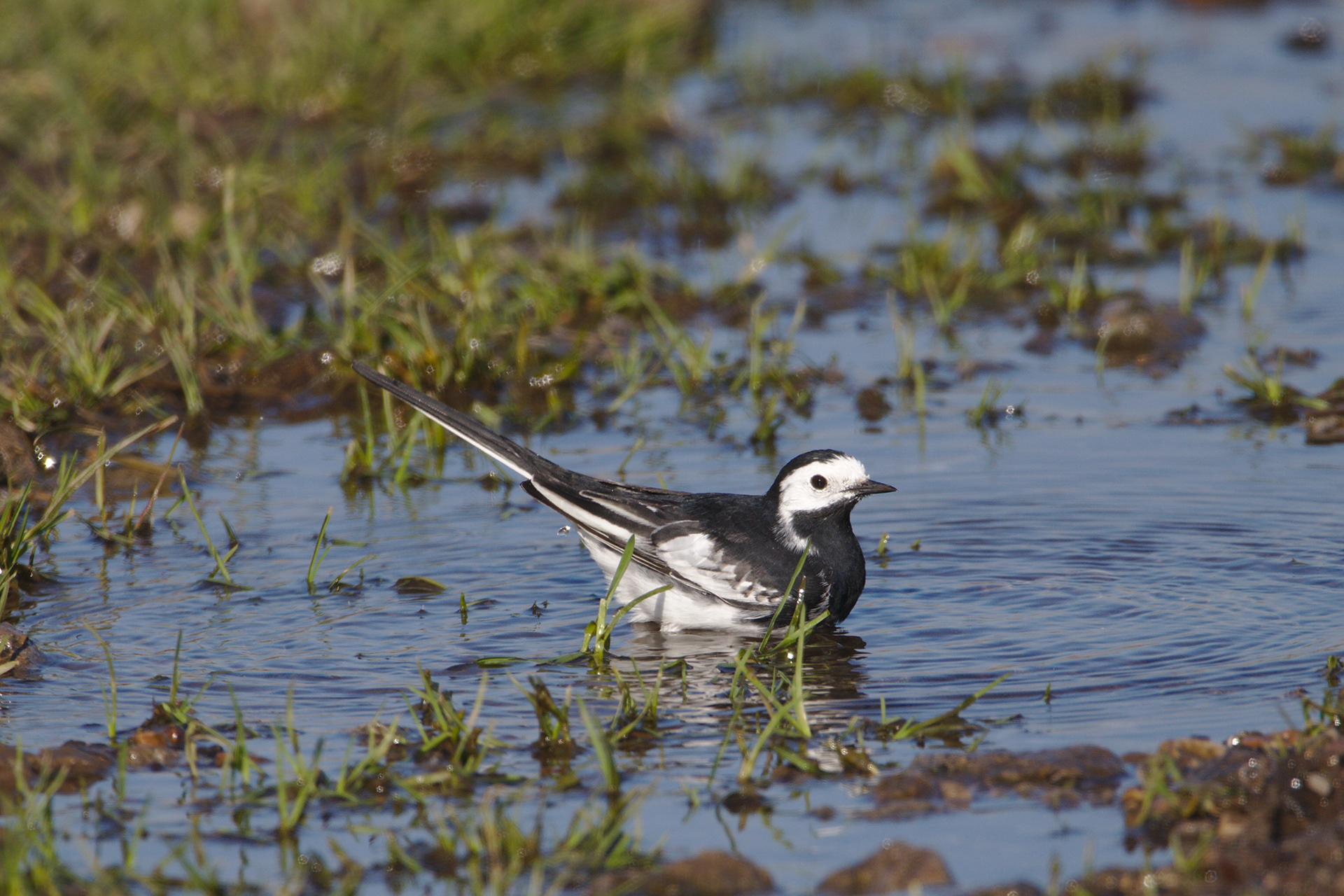Pied Wagtail
