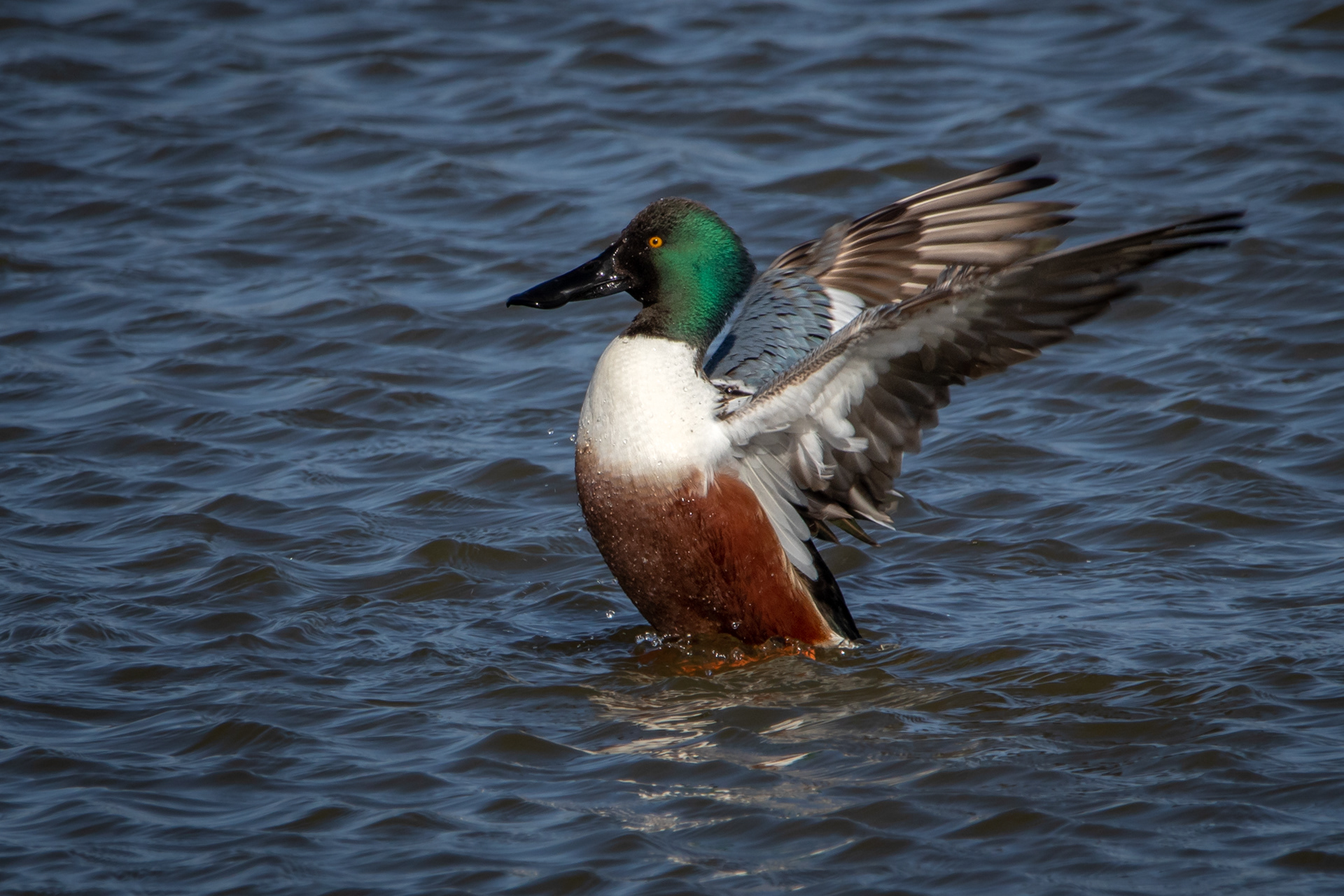 Shoveler (male)