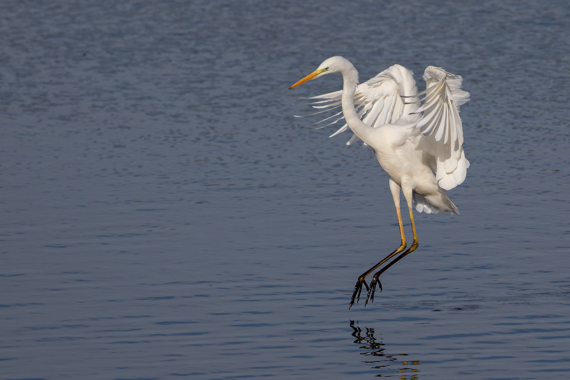 Great White Egret