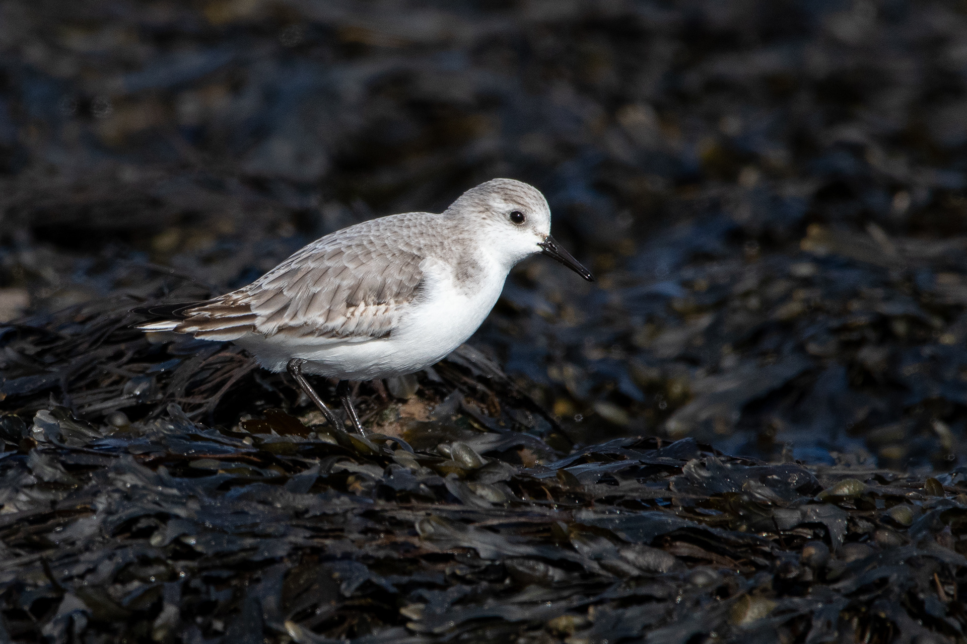 Sanderling