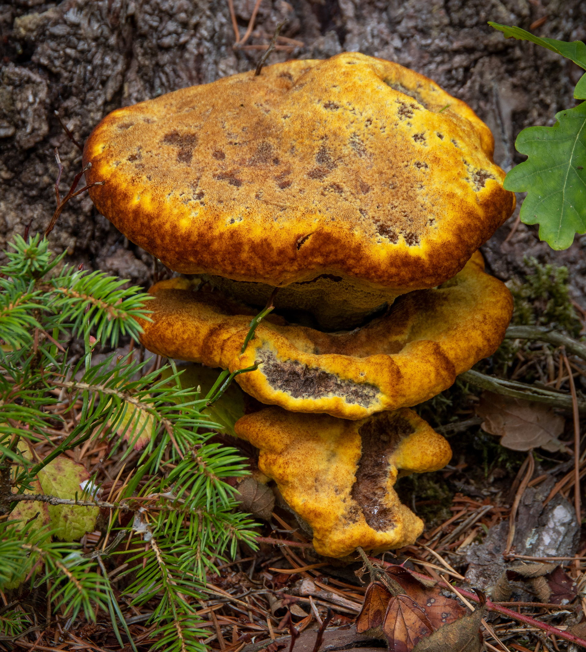 Dyer's Polypore