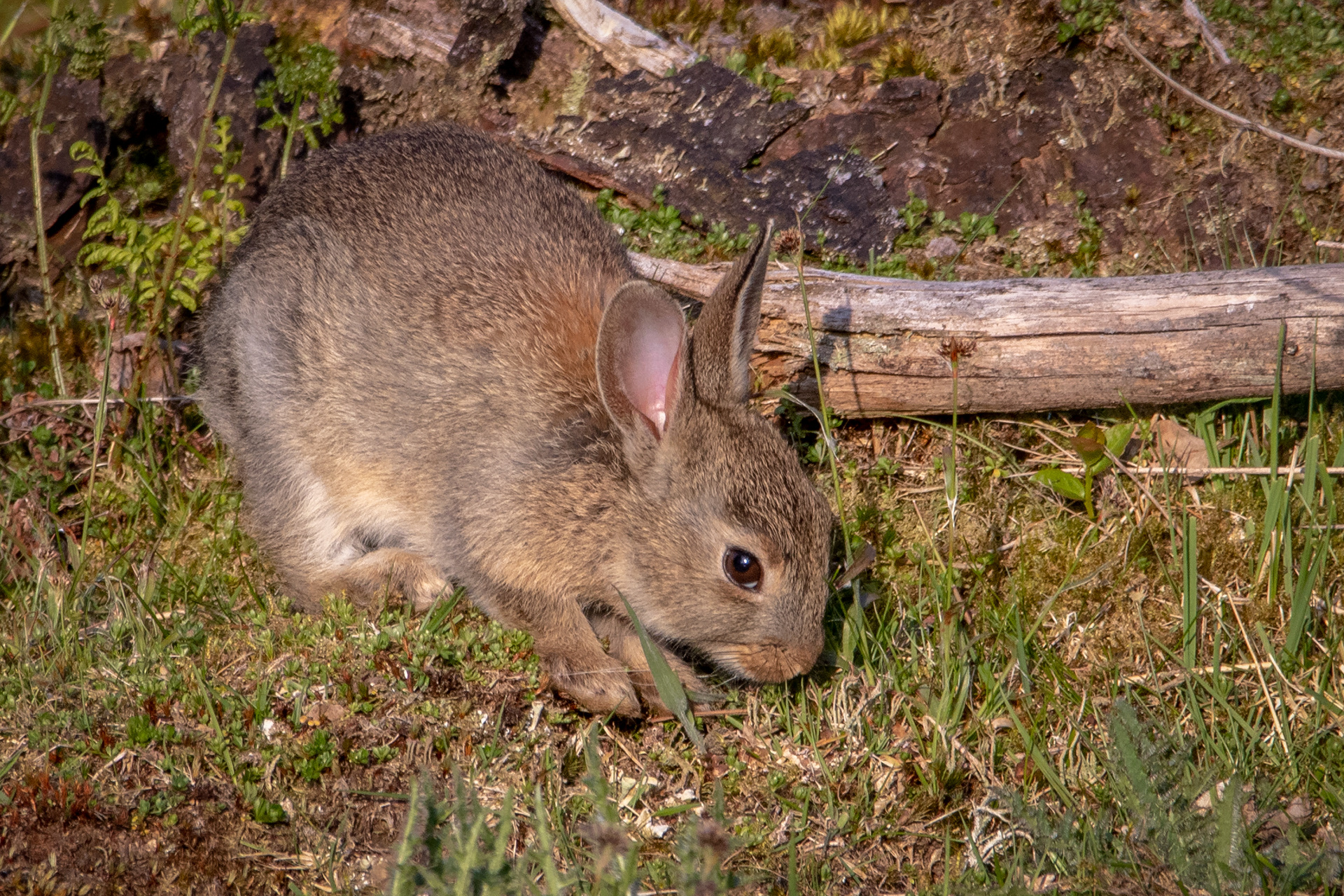 European Rabbit