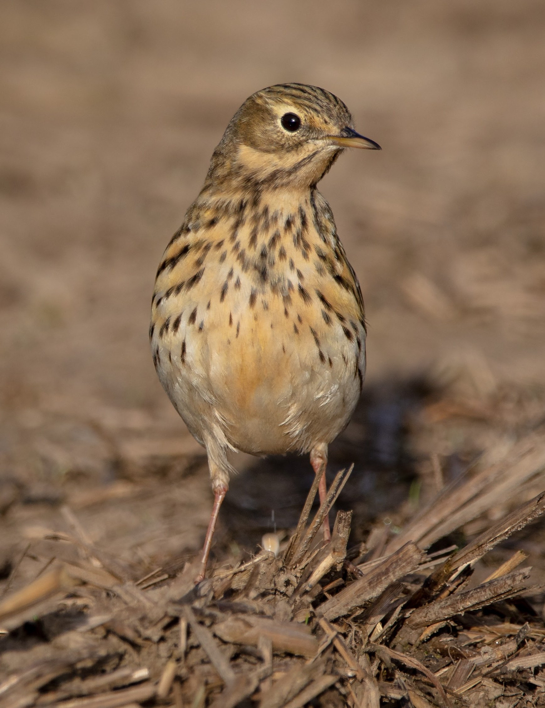 Meadow Pipit