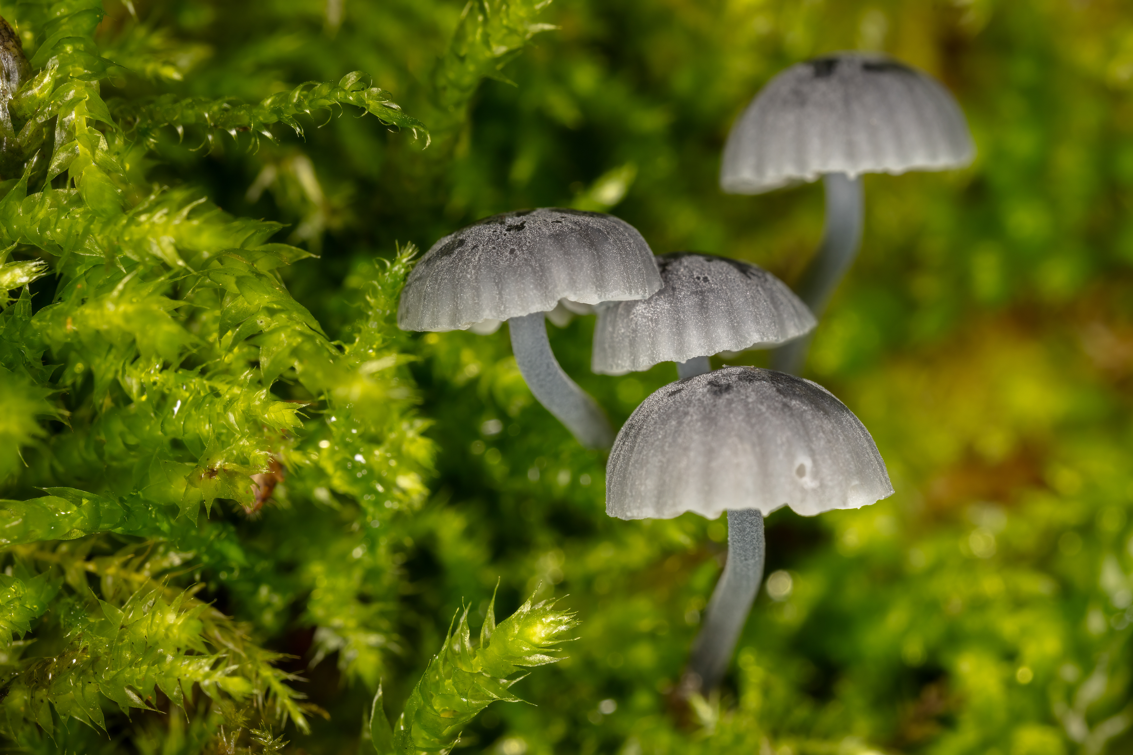 Mycena pseudocorticola (Bonnets)