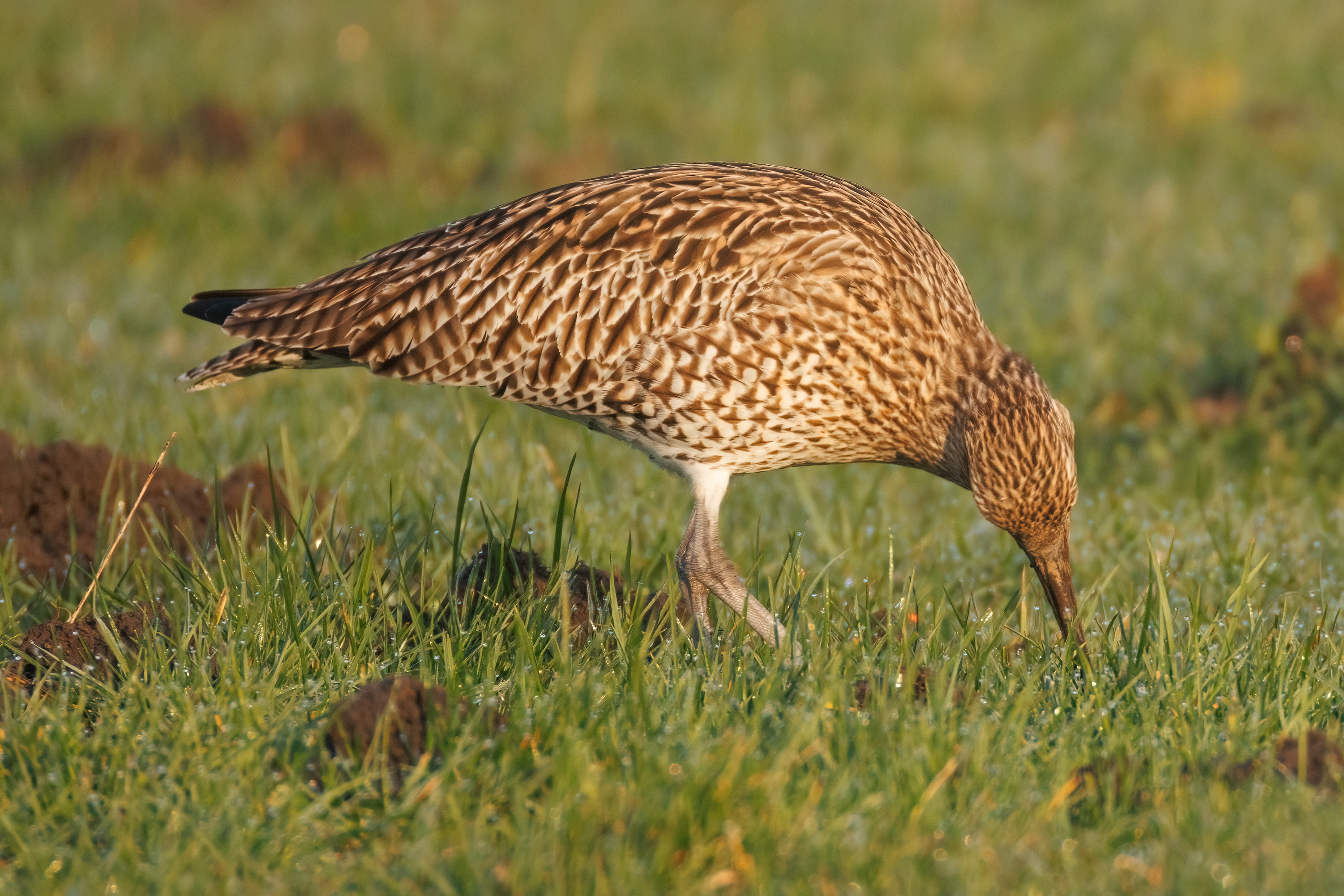 Curlew