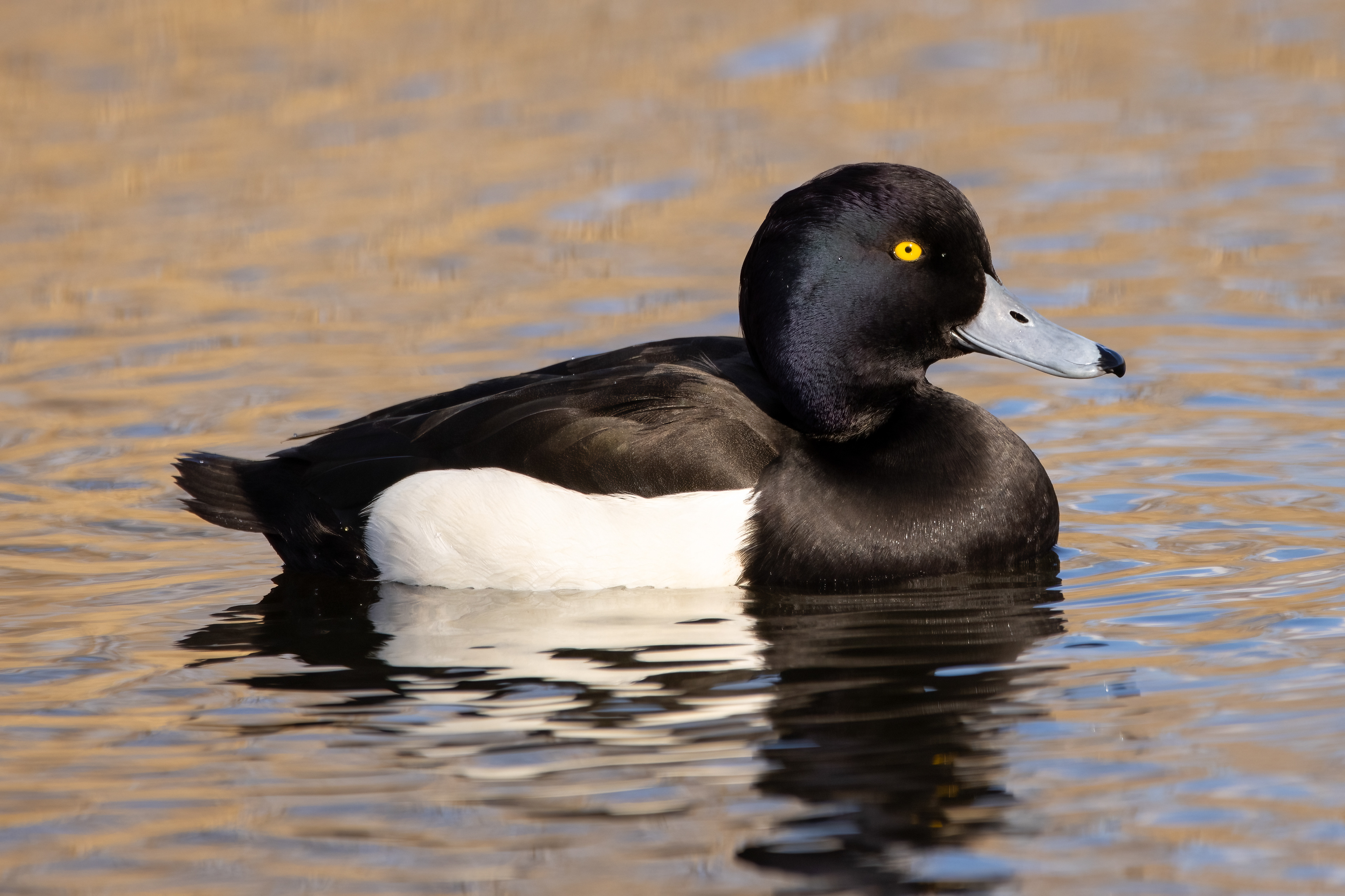 Tufted Duck