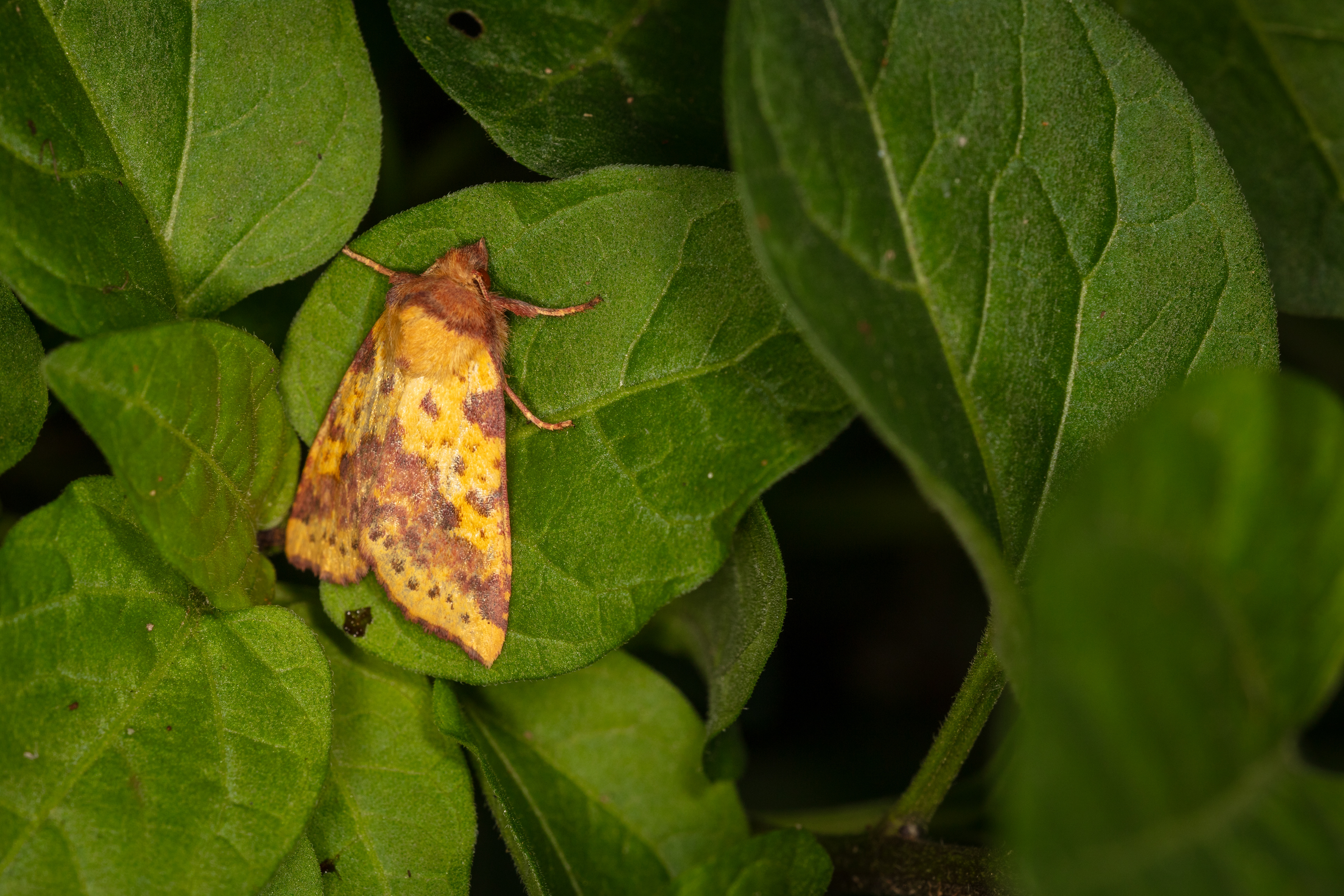 Pink-barred Sallow Moth