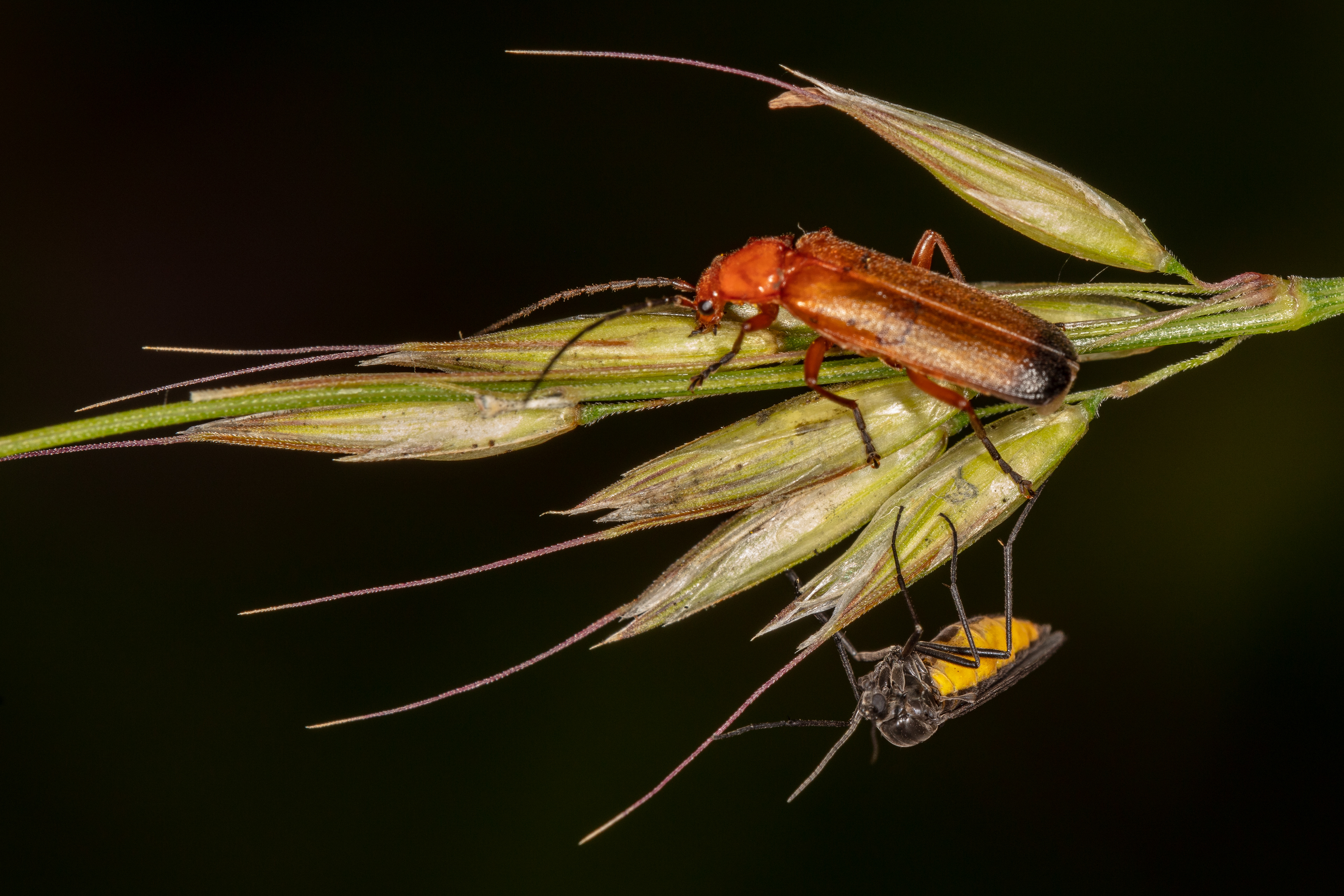 Red Soldier Beetle