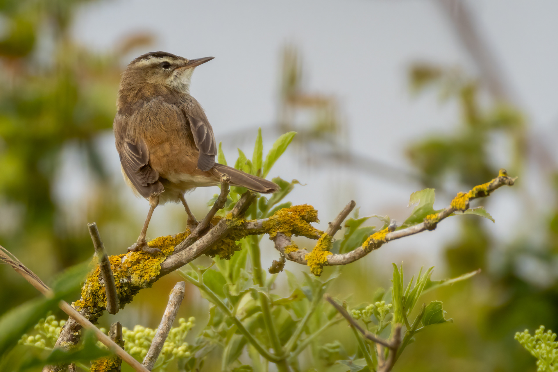 Sedge Warbler