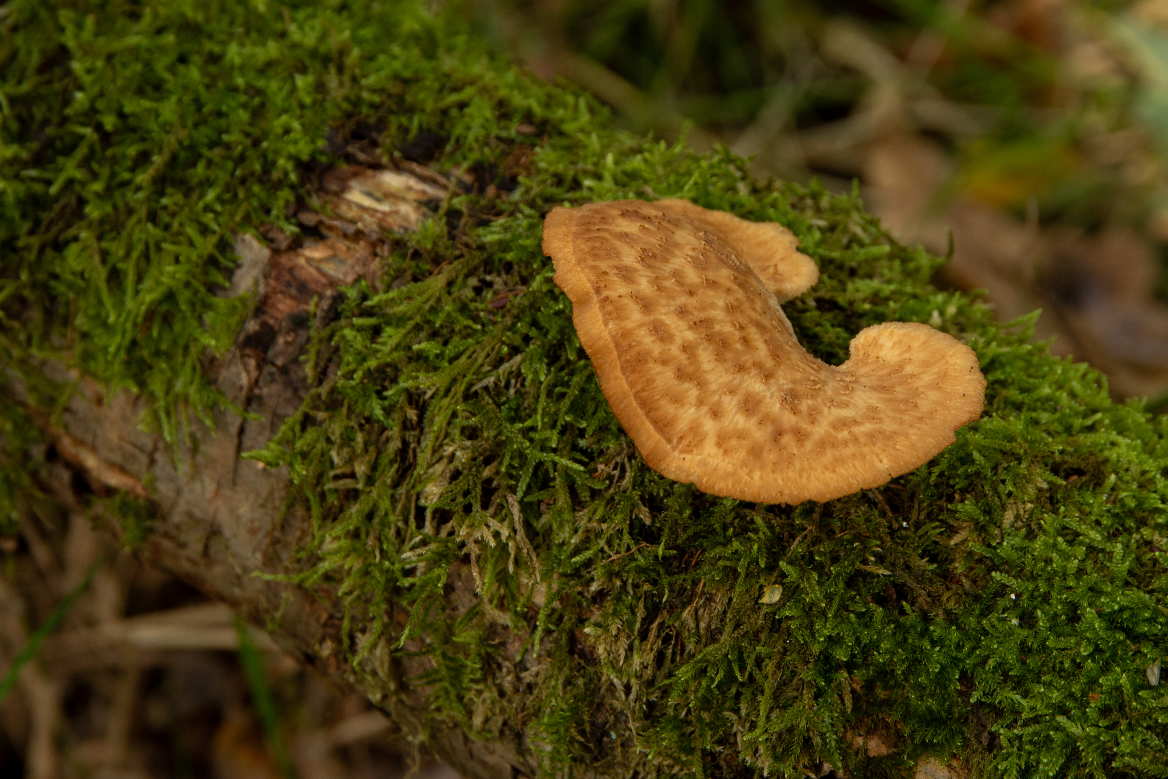 Tuberous Polypore