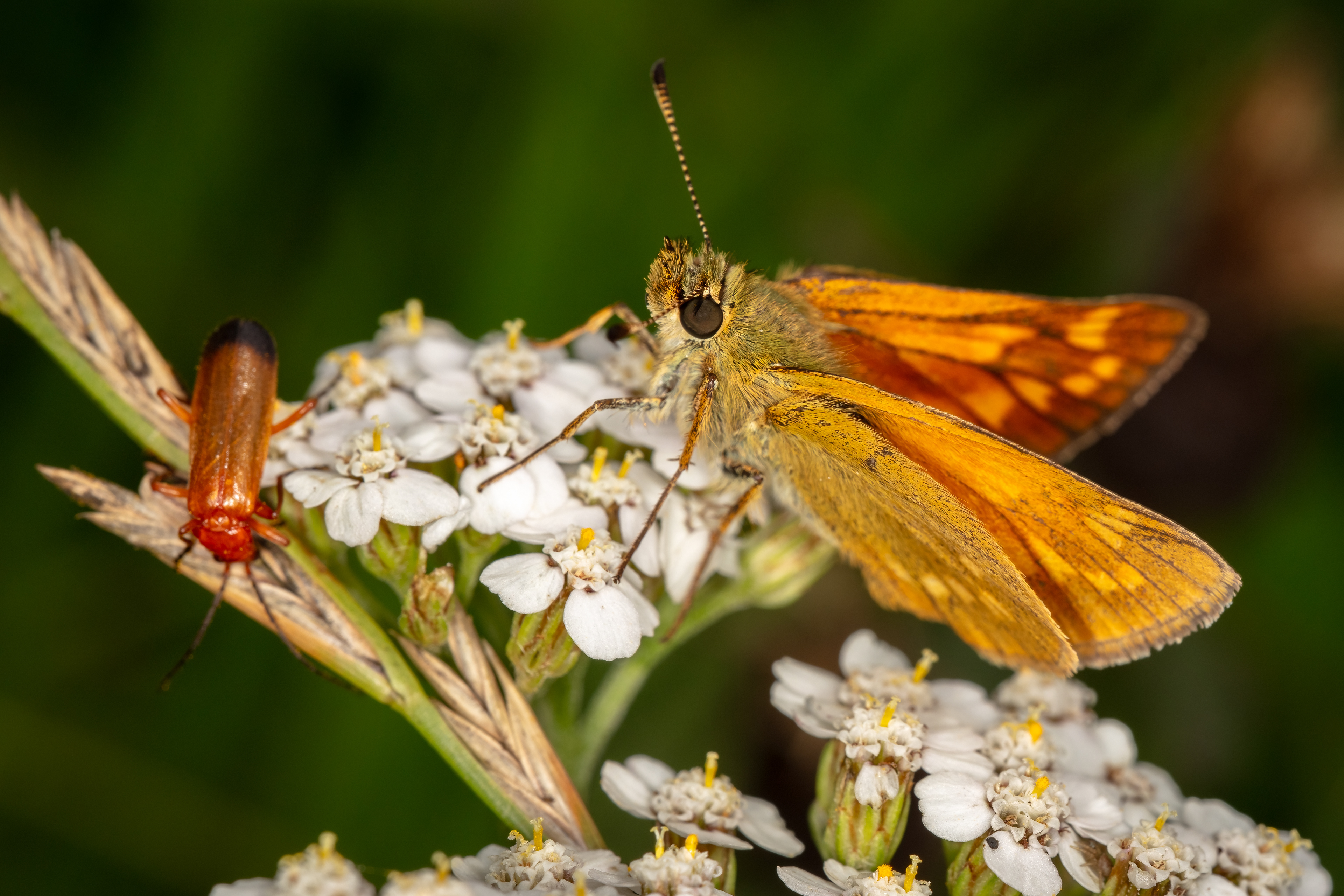 Large Skipper Butterfly