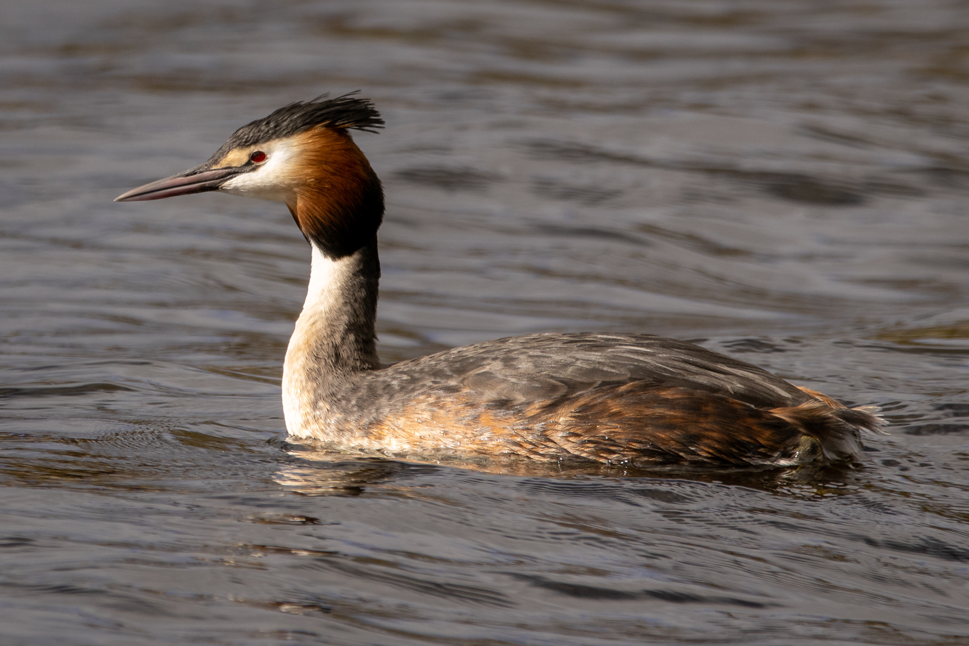 Great Crested Grebe