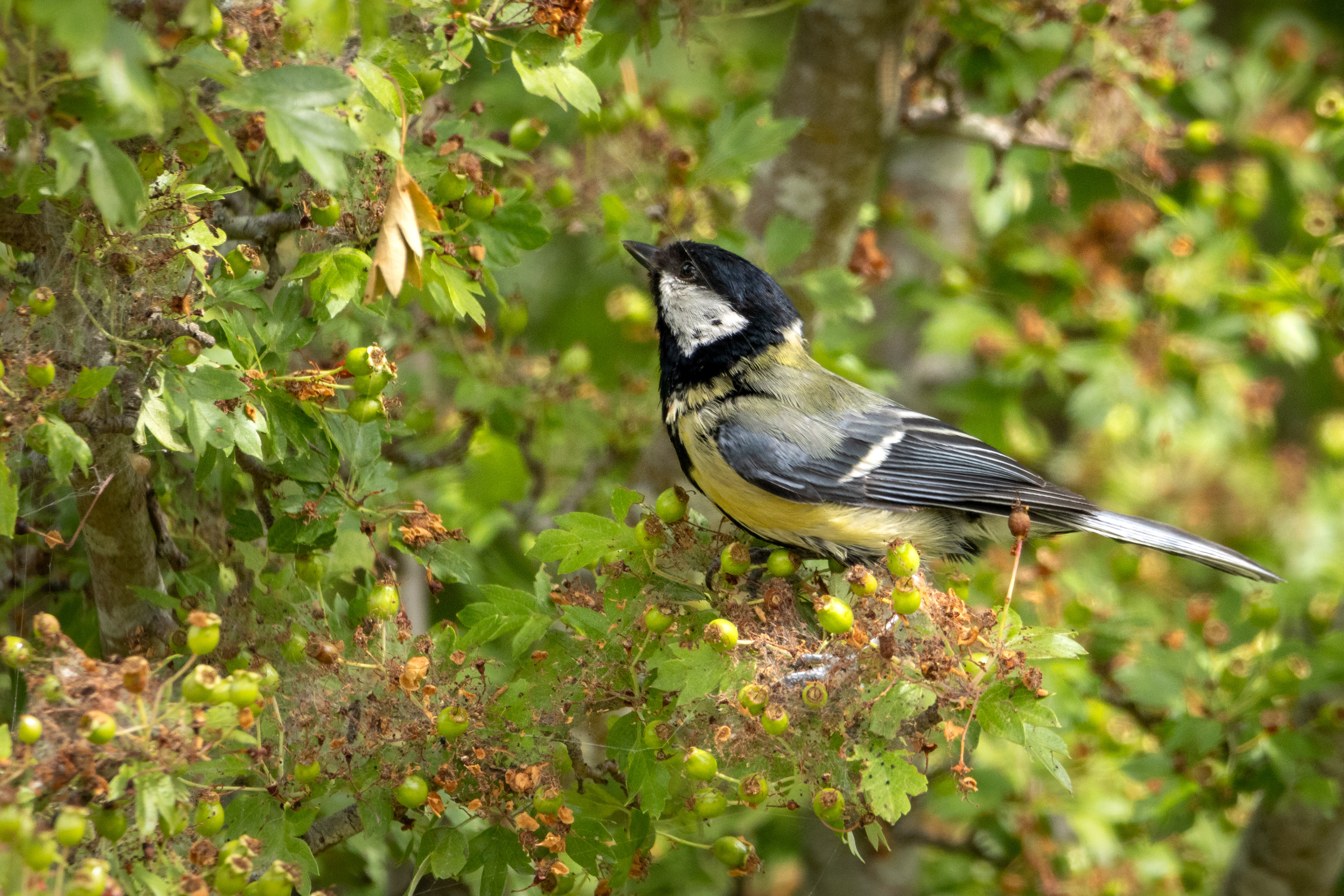 Great Tit