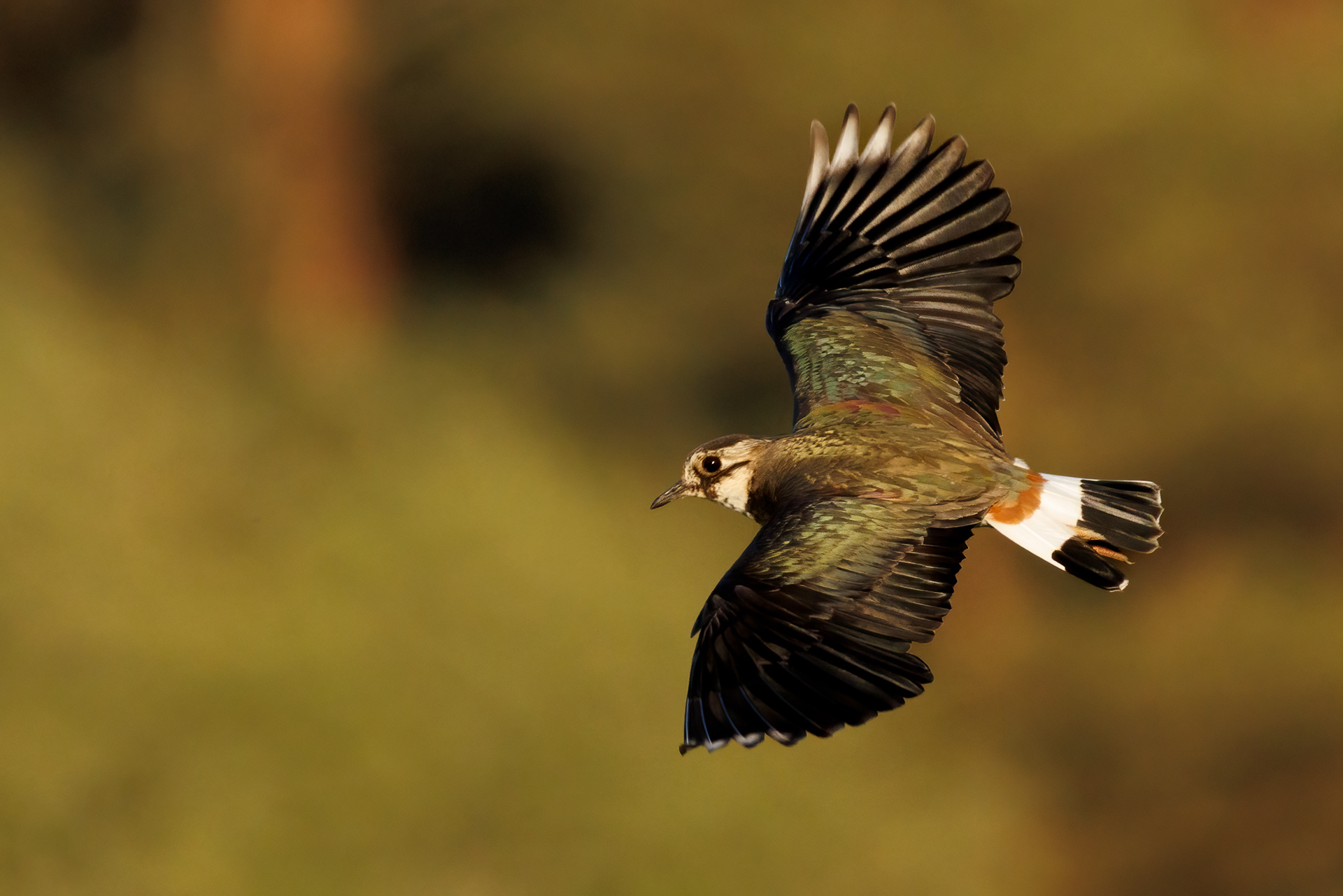 Lapwing