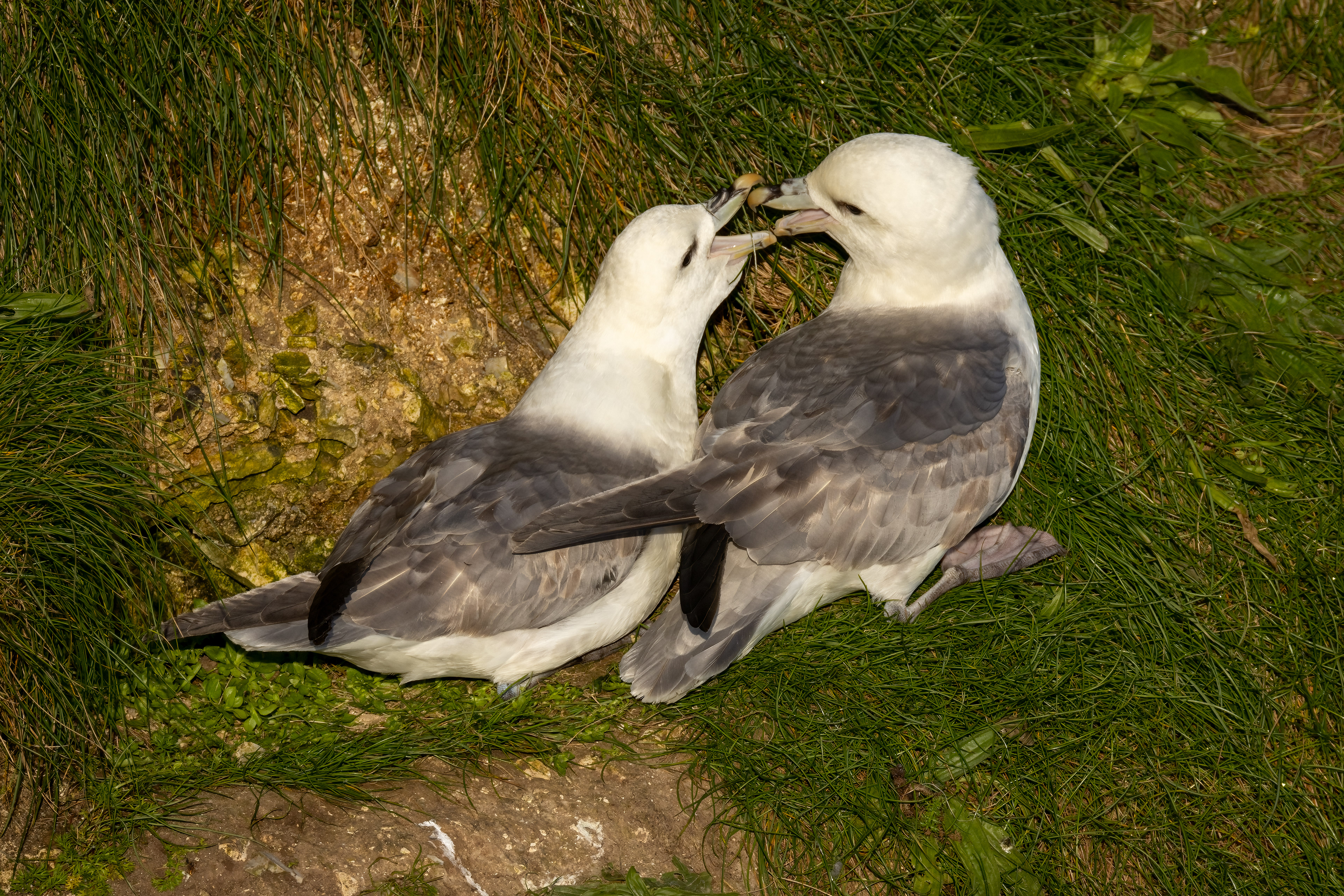 Fulmars