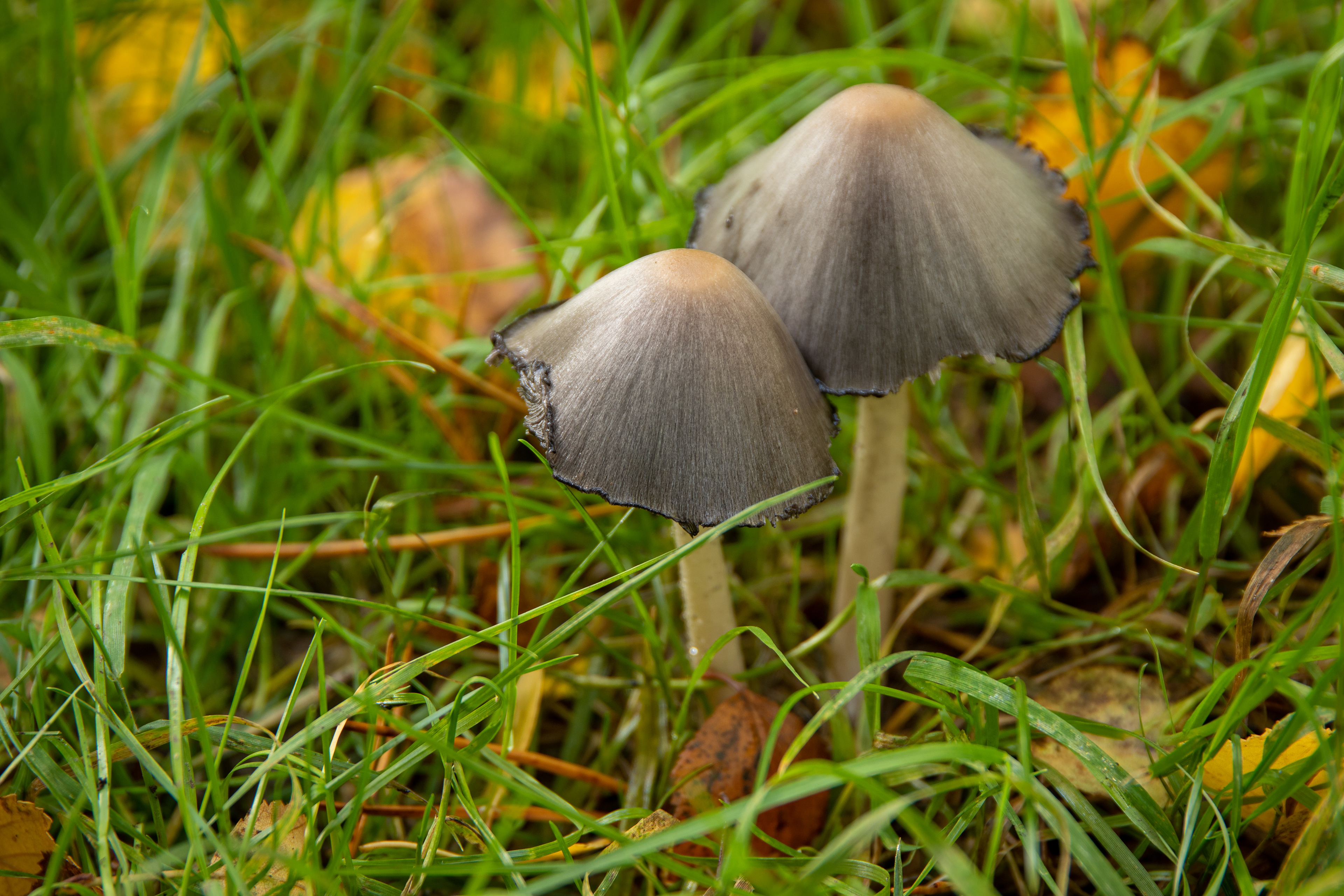 Common Inkcap