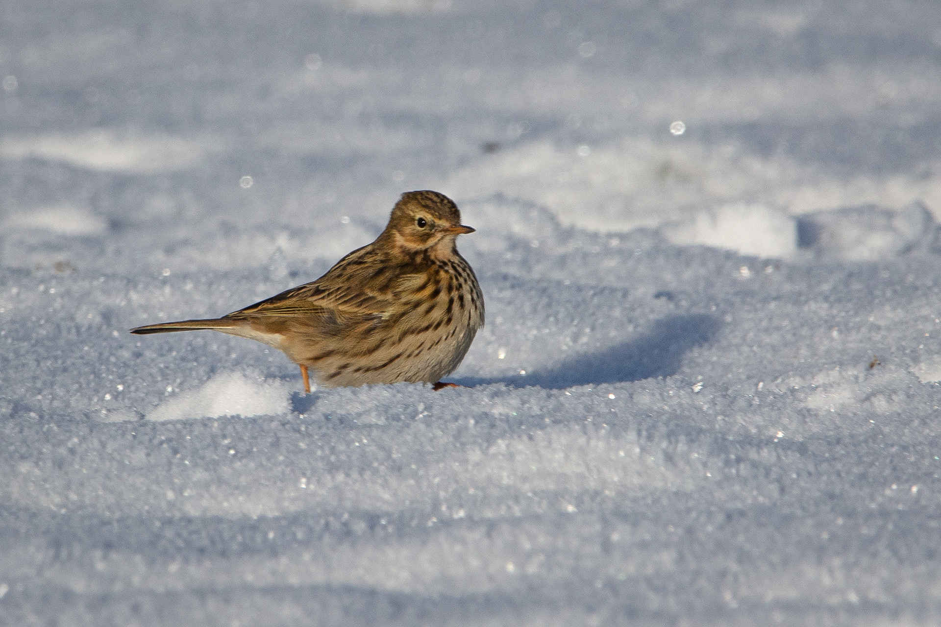 Meadow Pipit