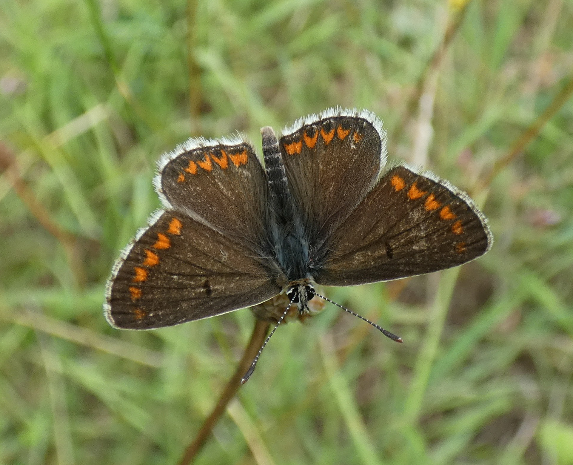 Brown Argus Butterfly