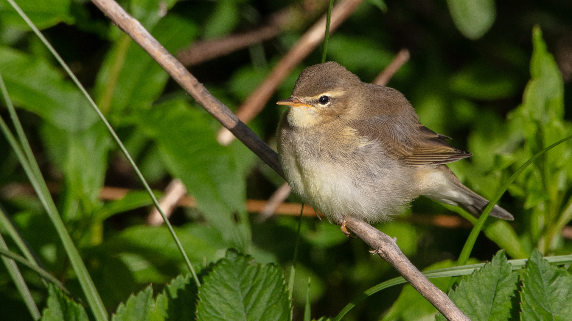 Willow Warbler