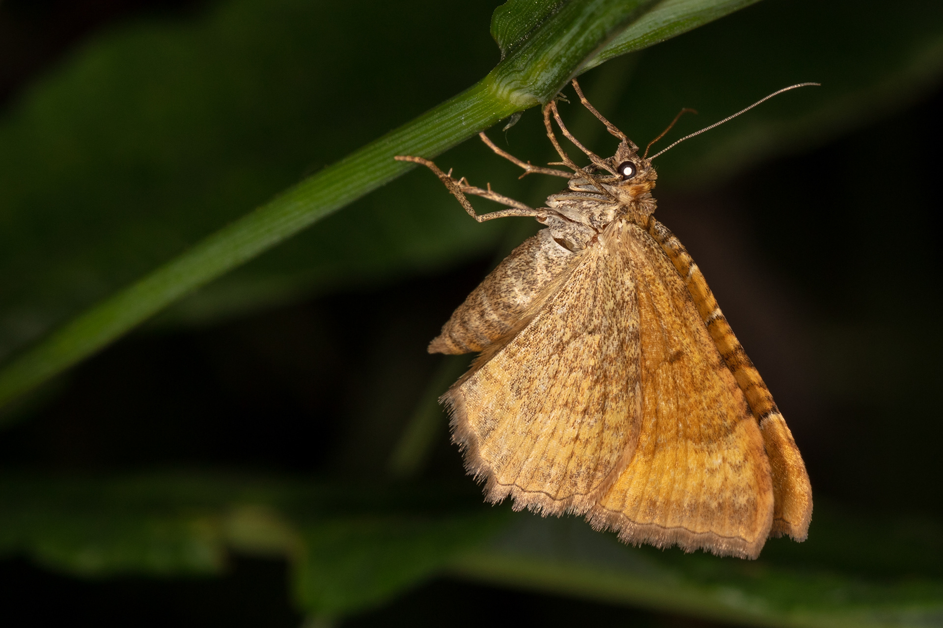 Yellow Shell Moth