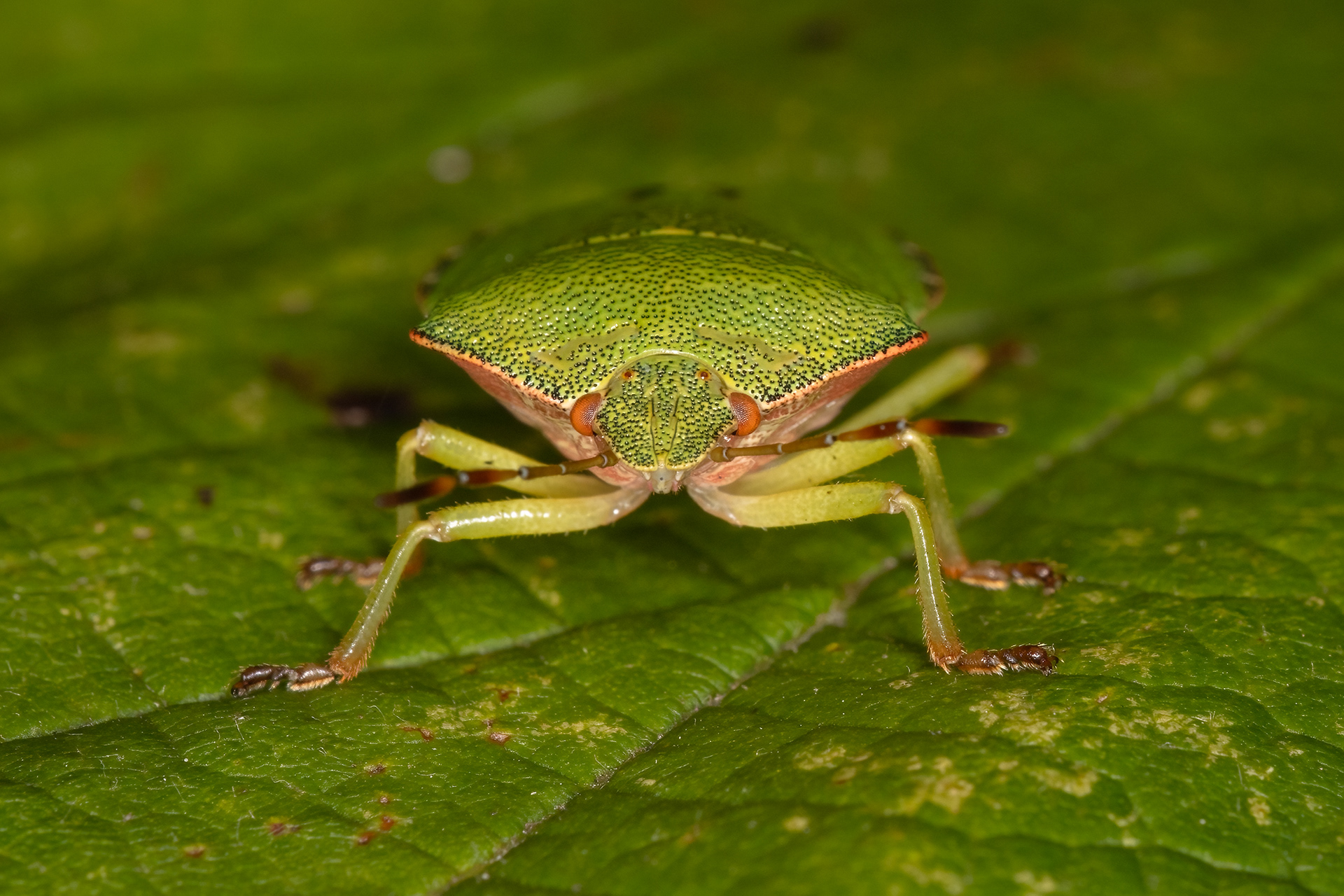 Green Shieldbug