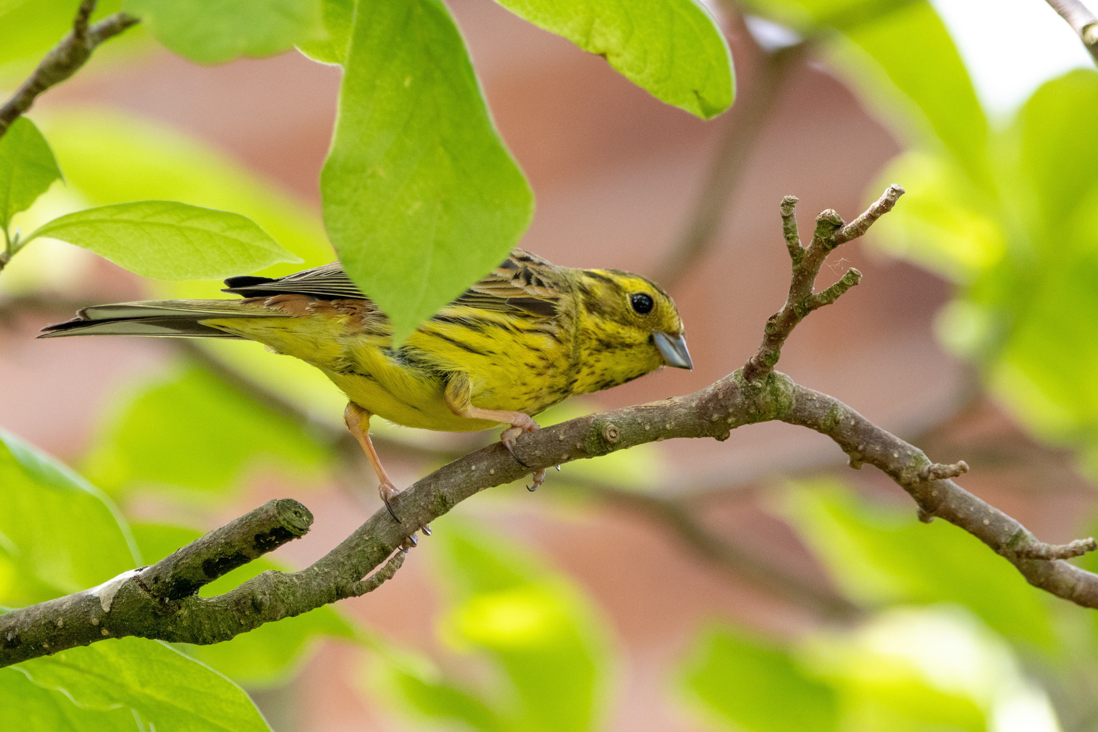 Yellowhammer (female)
