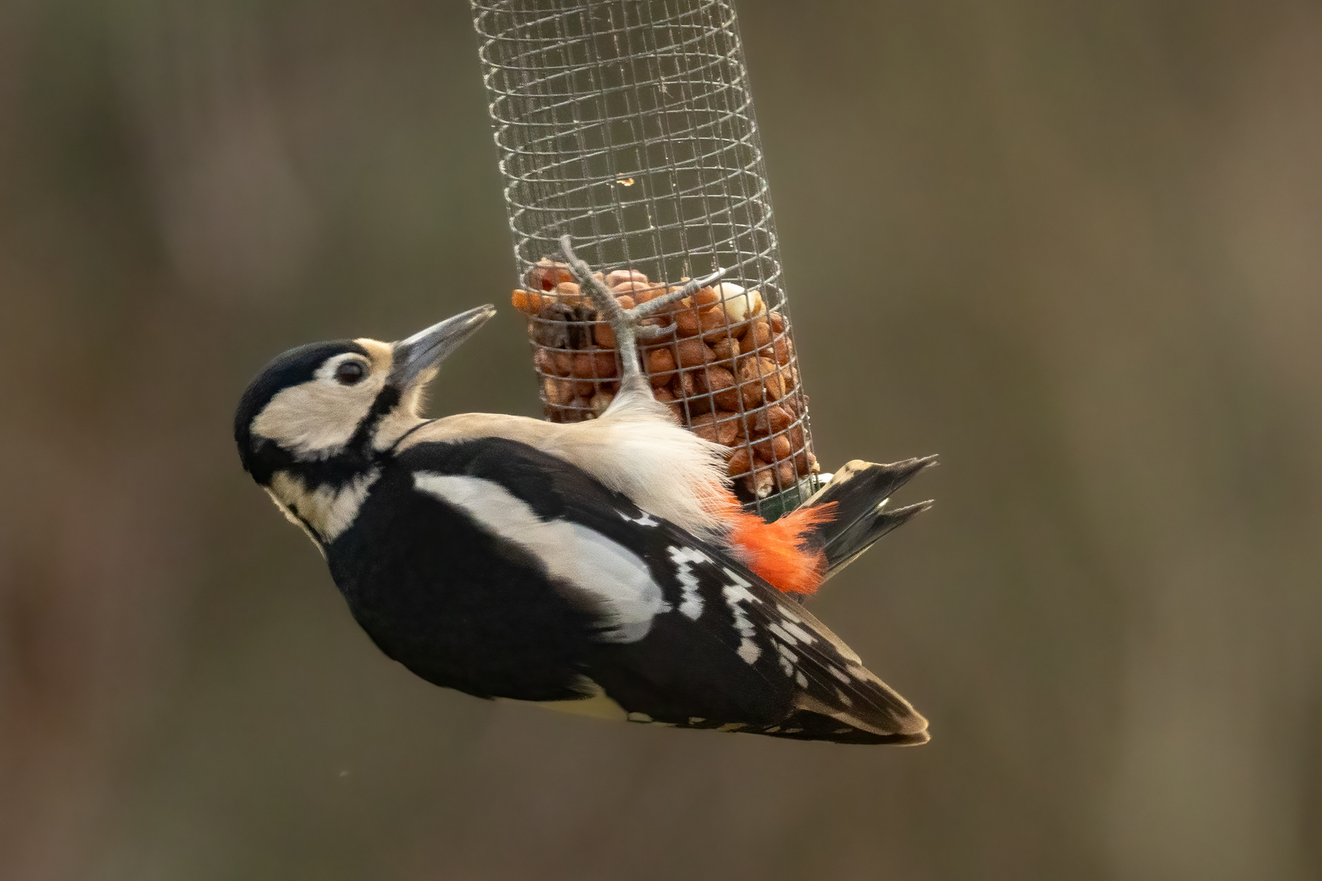 Great spotted Woodpecker